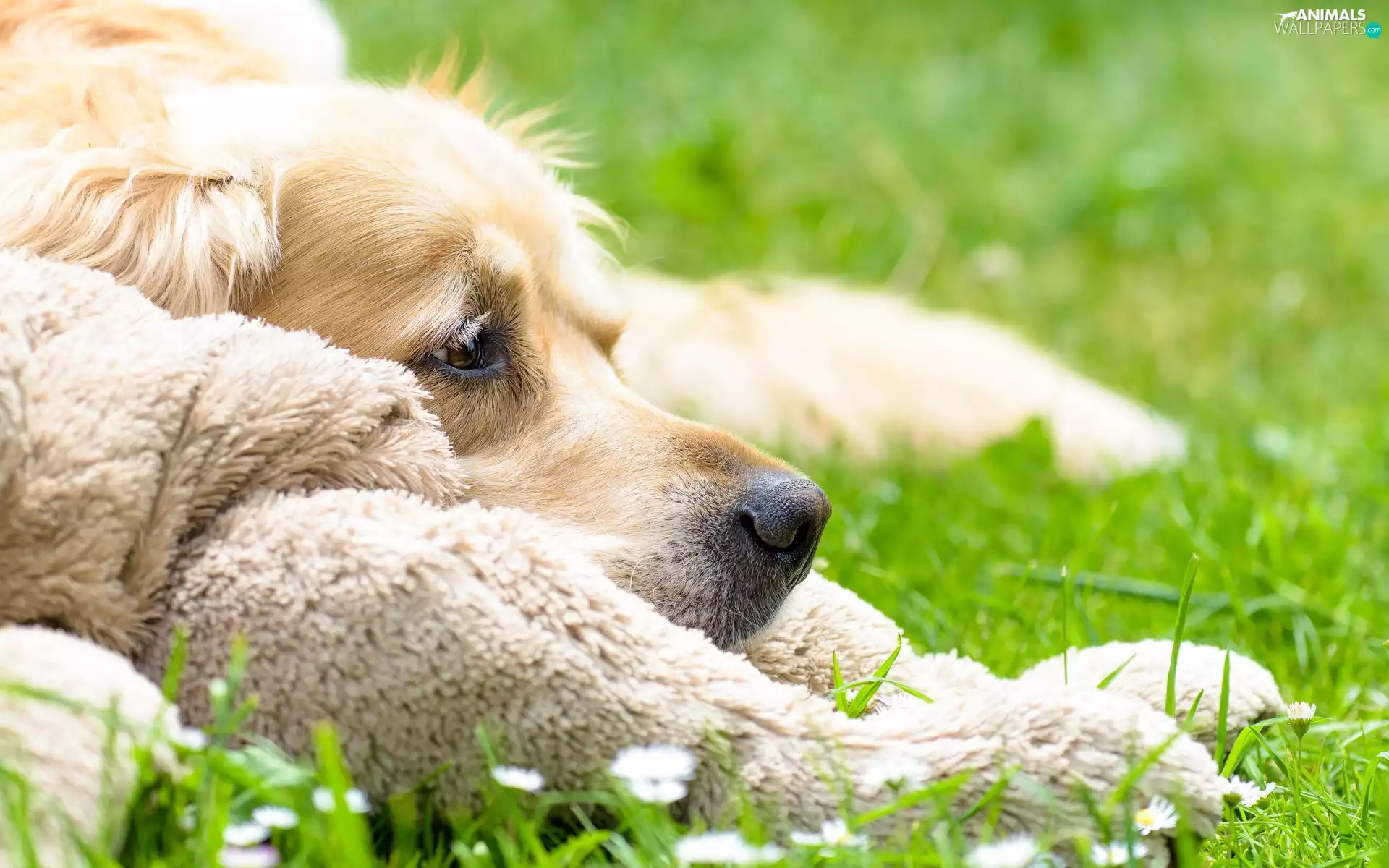 dog, plush, Golden Retriever, Meadow
