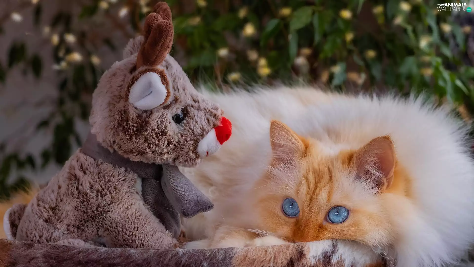 reindeer, haunt, cat, Plush, Red-white