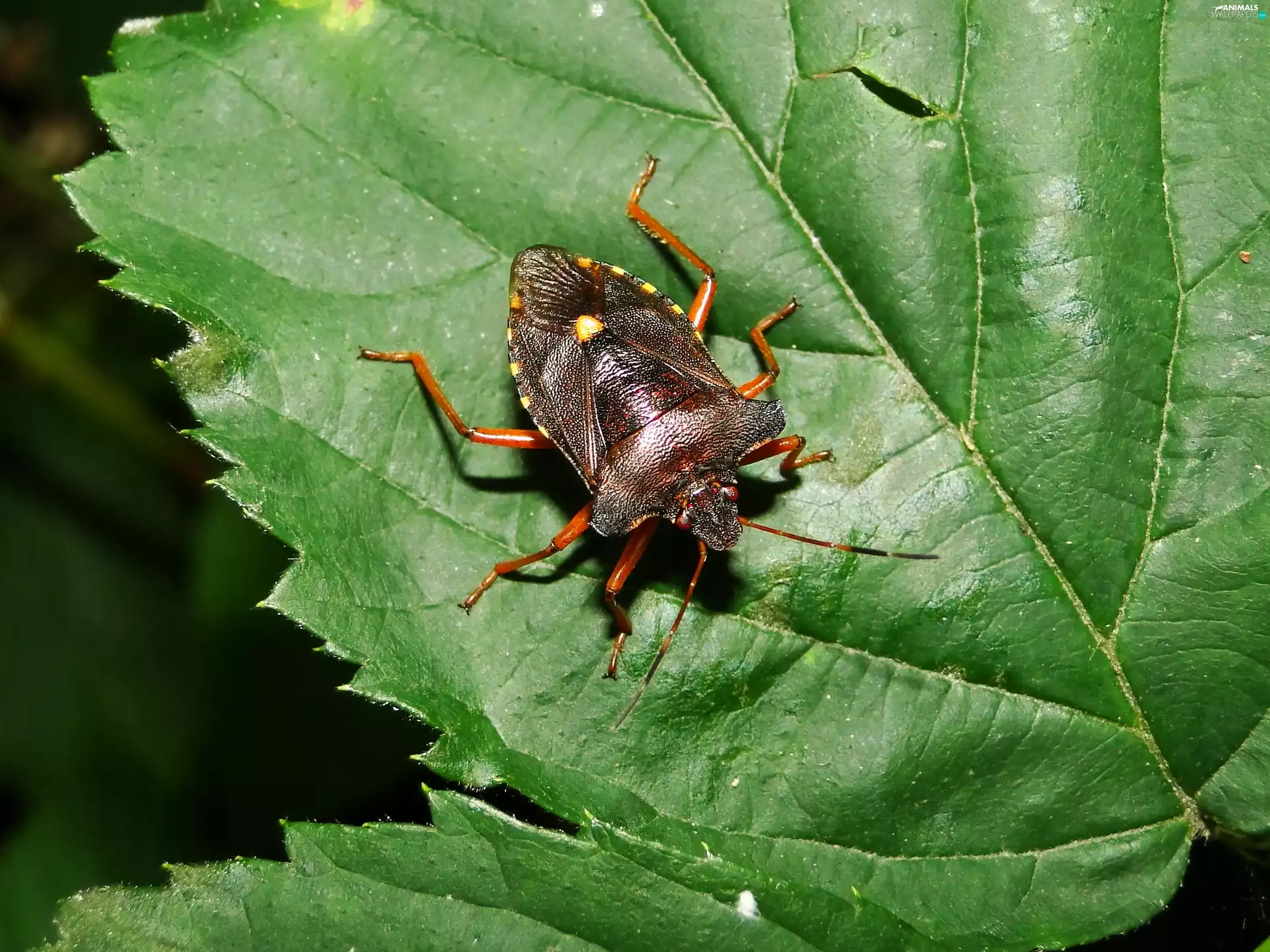 Forest Bug, Insect, Pluskwiak