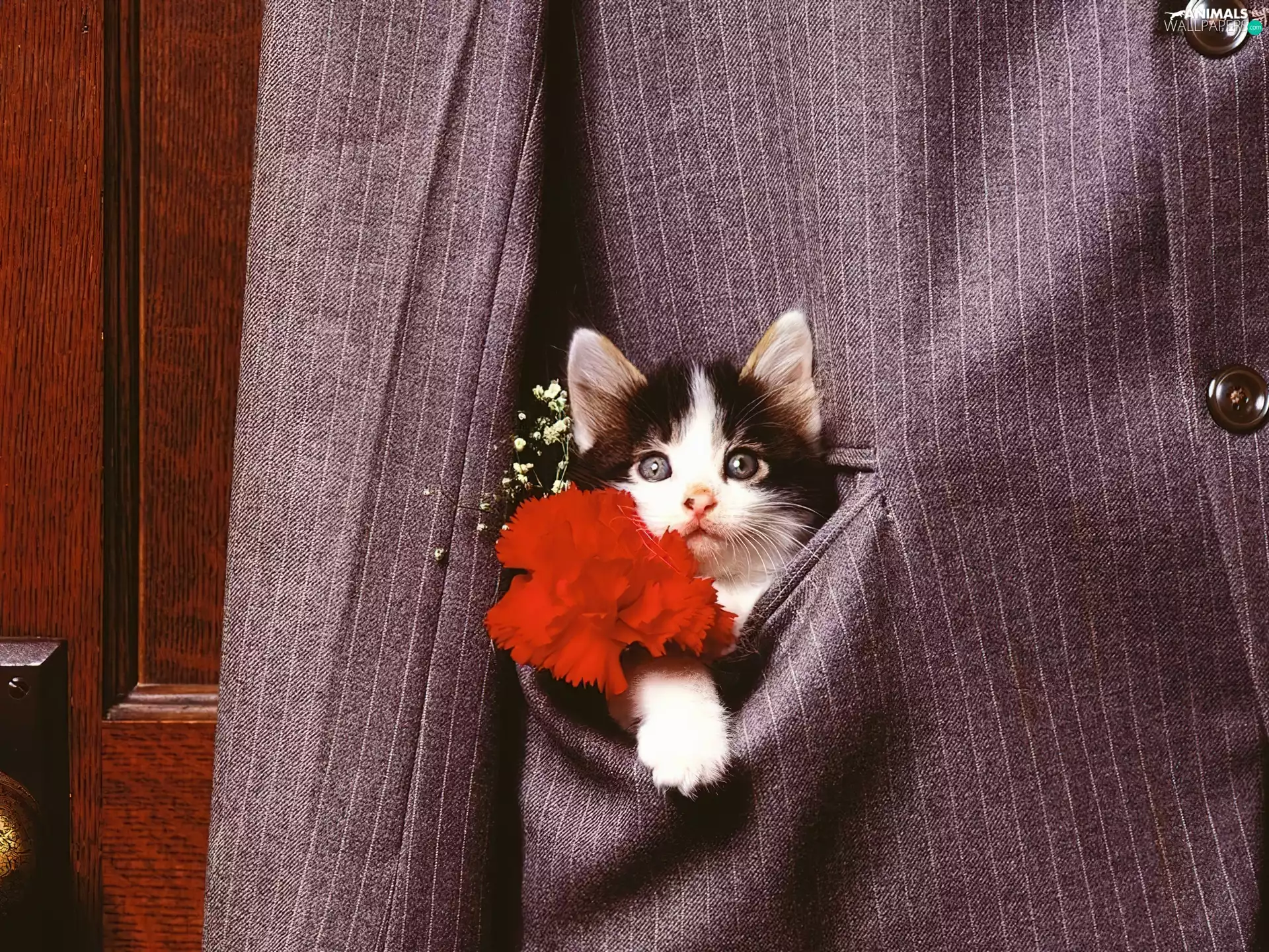 Colourfull Flowers, kitten, pocket