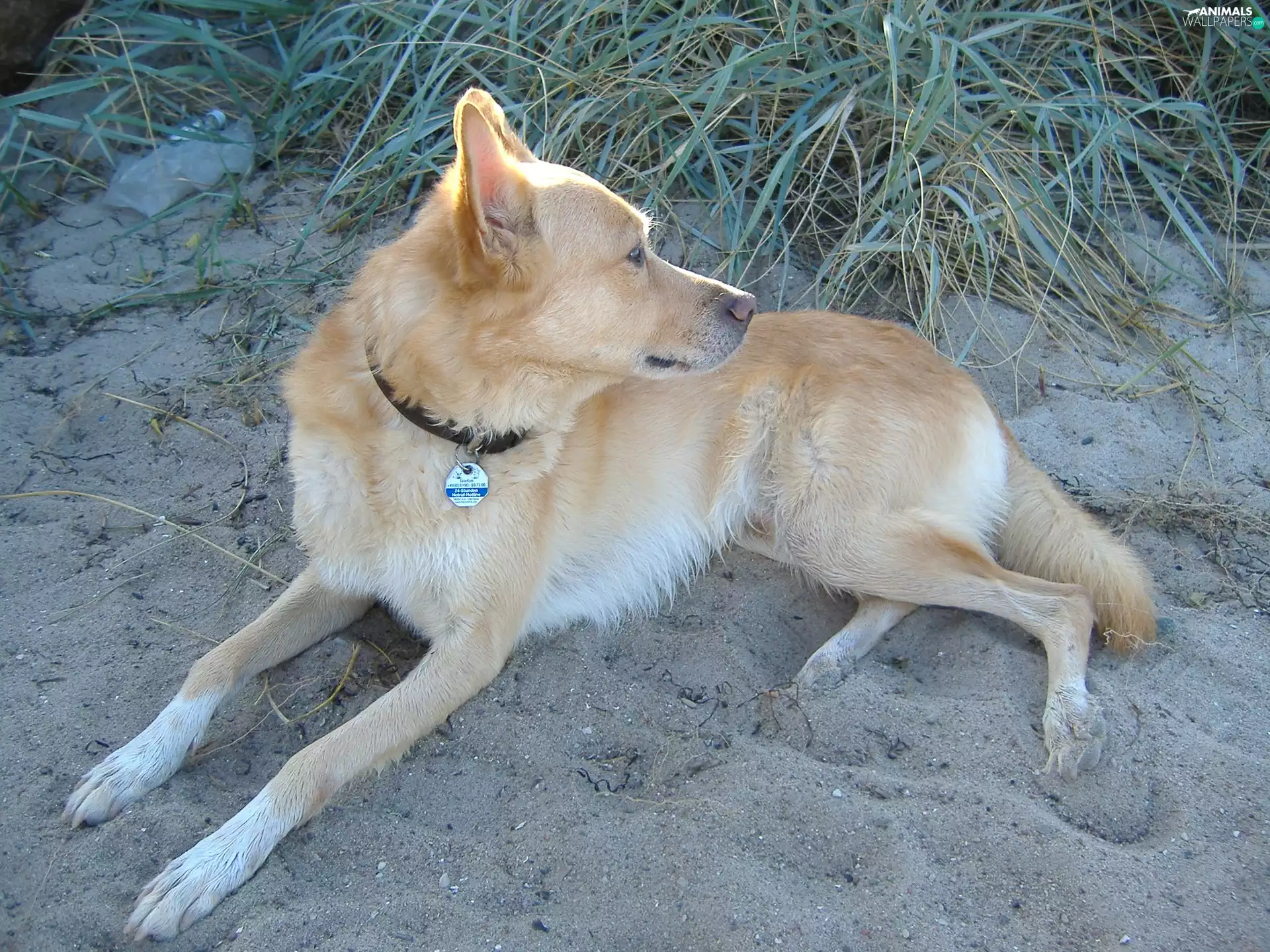 podengo Portuguese, Sand