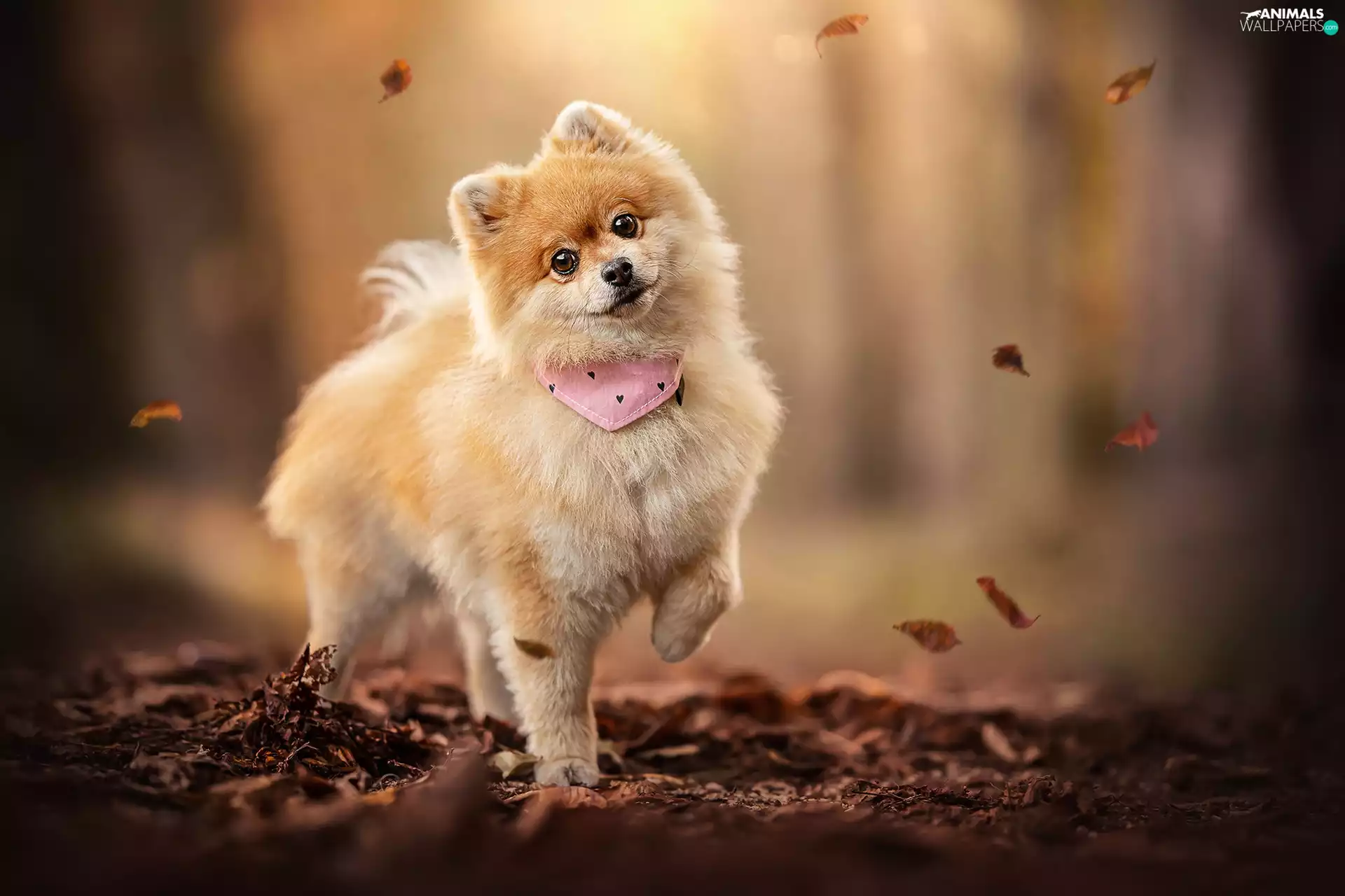 Leaf, point, dog-collar, dog