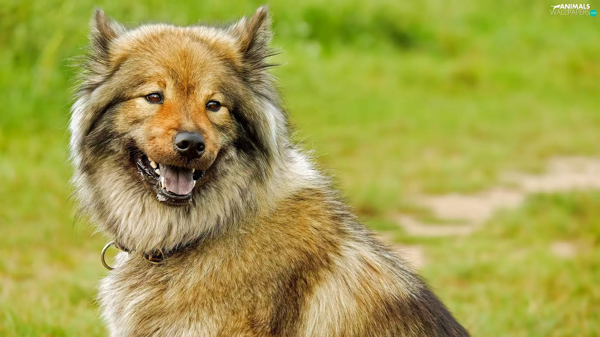 dog, Eurasier, Smile, point