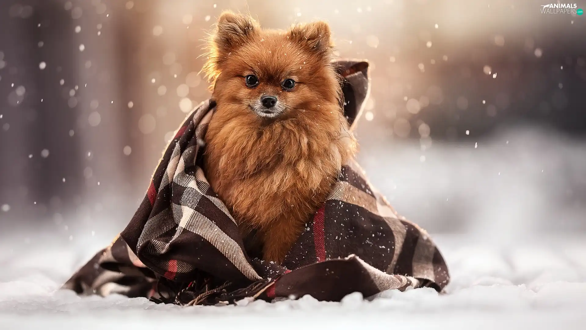 dog, coverlet, snow, point