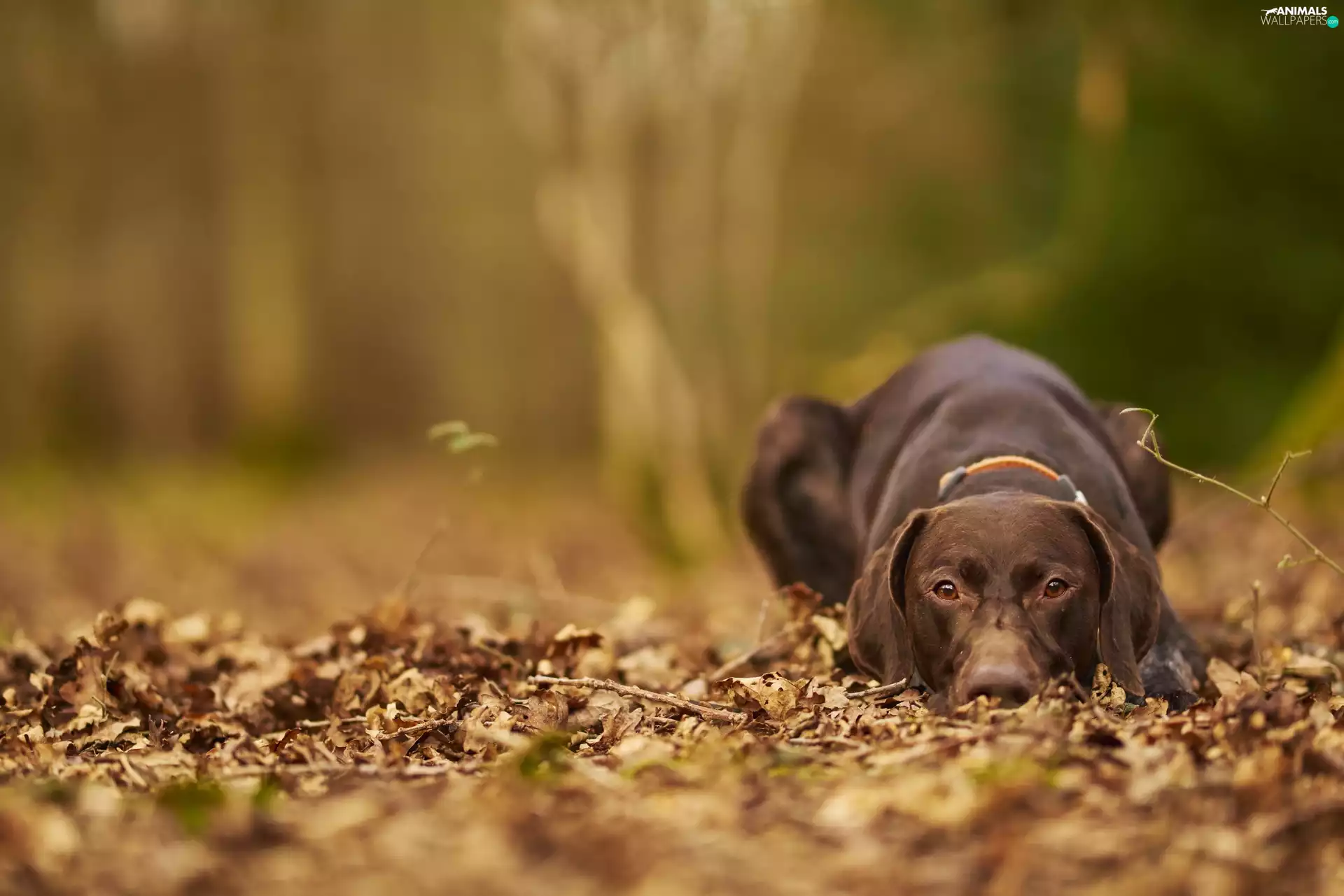 lying, German Shorthaired Pointer, Leaf, Brown