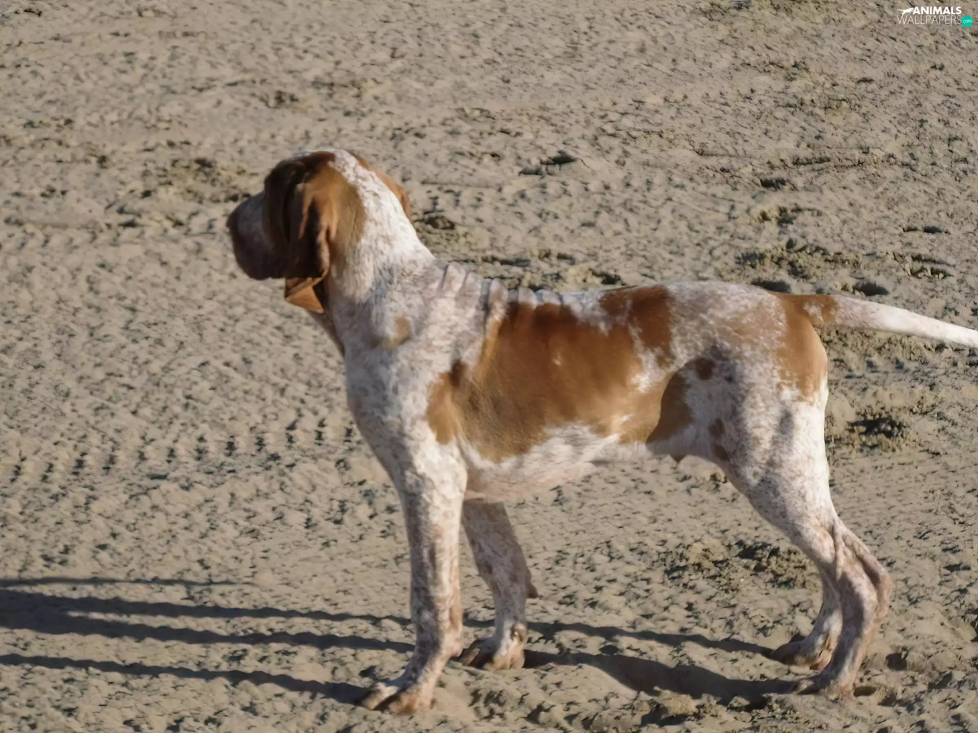 Sand, Italian Shorthair Pointer, Bracco italiano