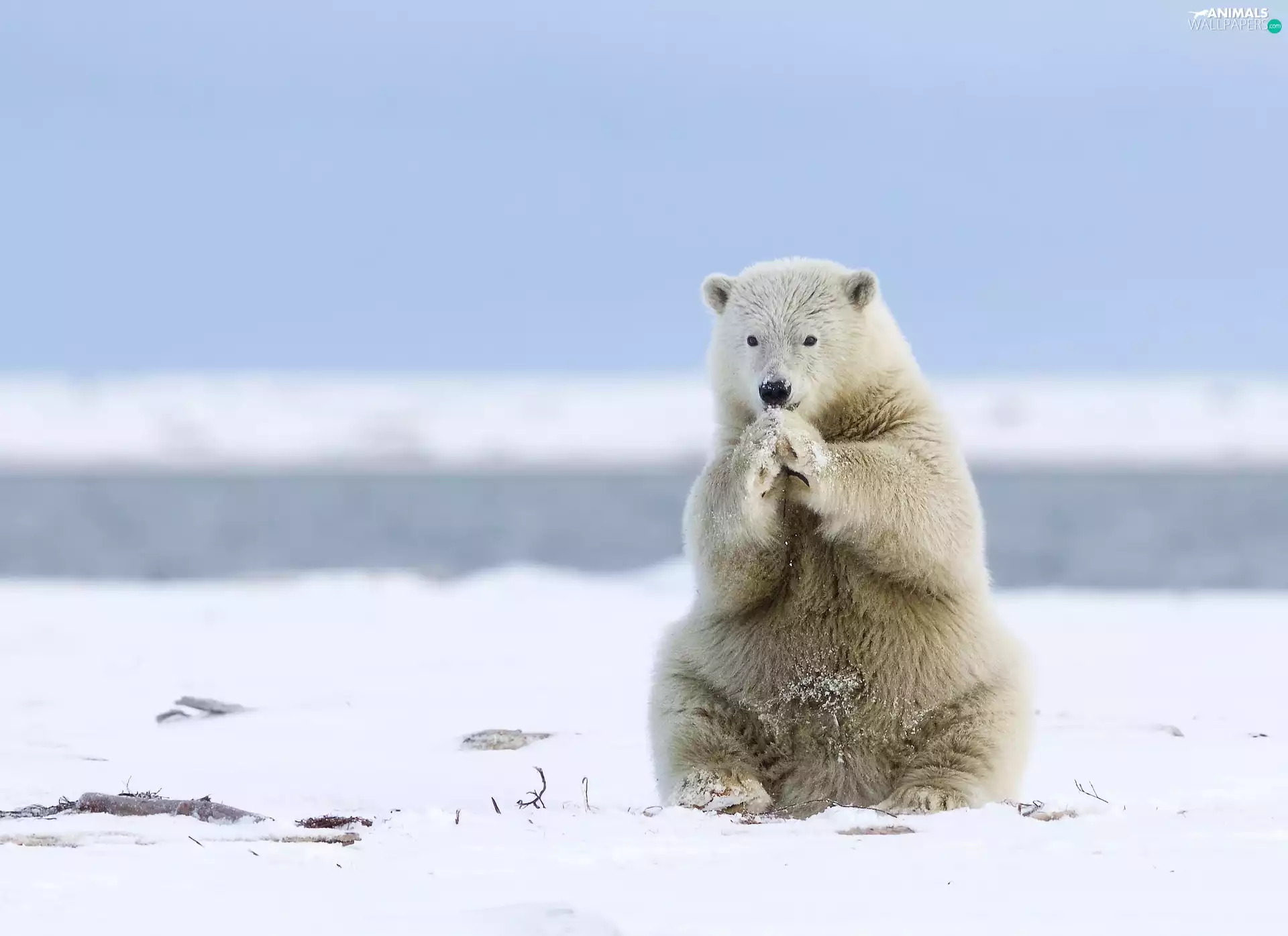 polar, Arctic, Bear