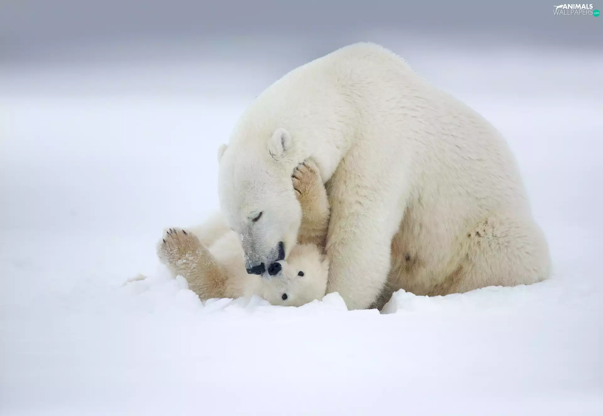 snow, little bear, polar, she-bear