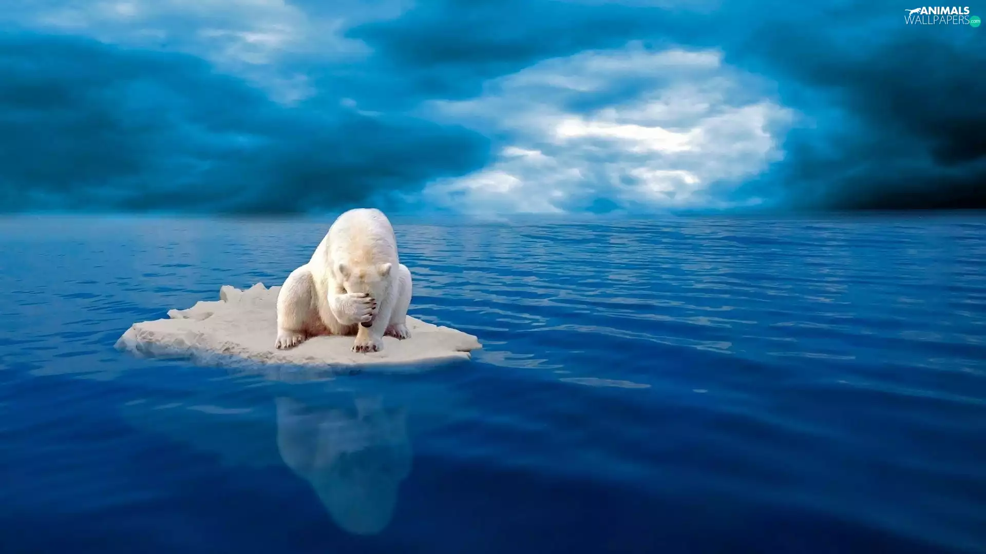 sea, Polar bear, Ice Floe