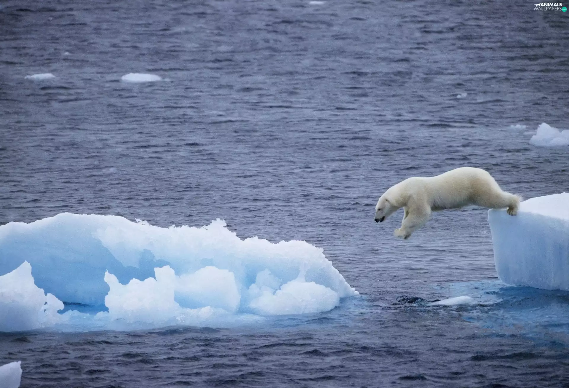 Bear, sea, floe, polar