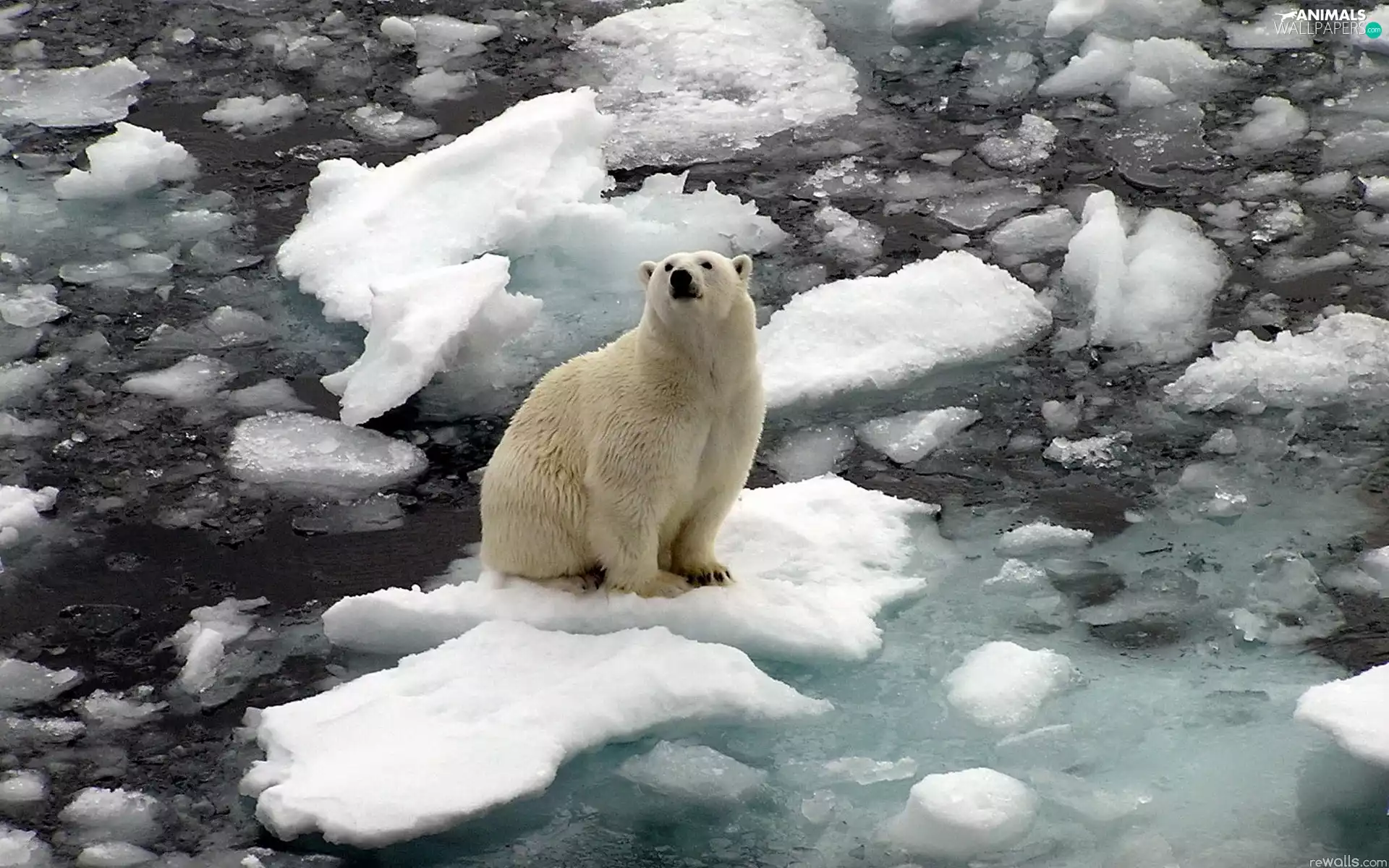 Bear, water, Kry, polar