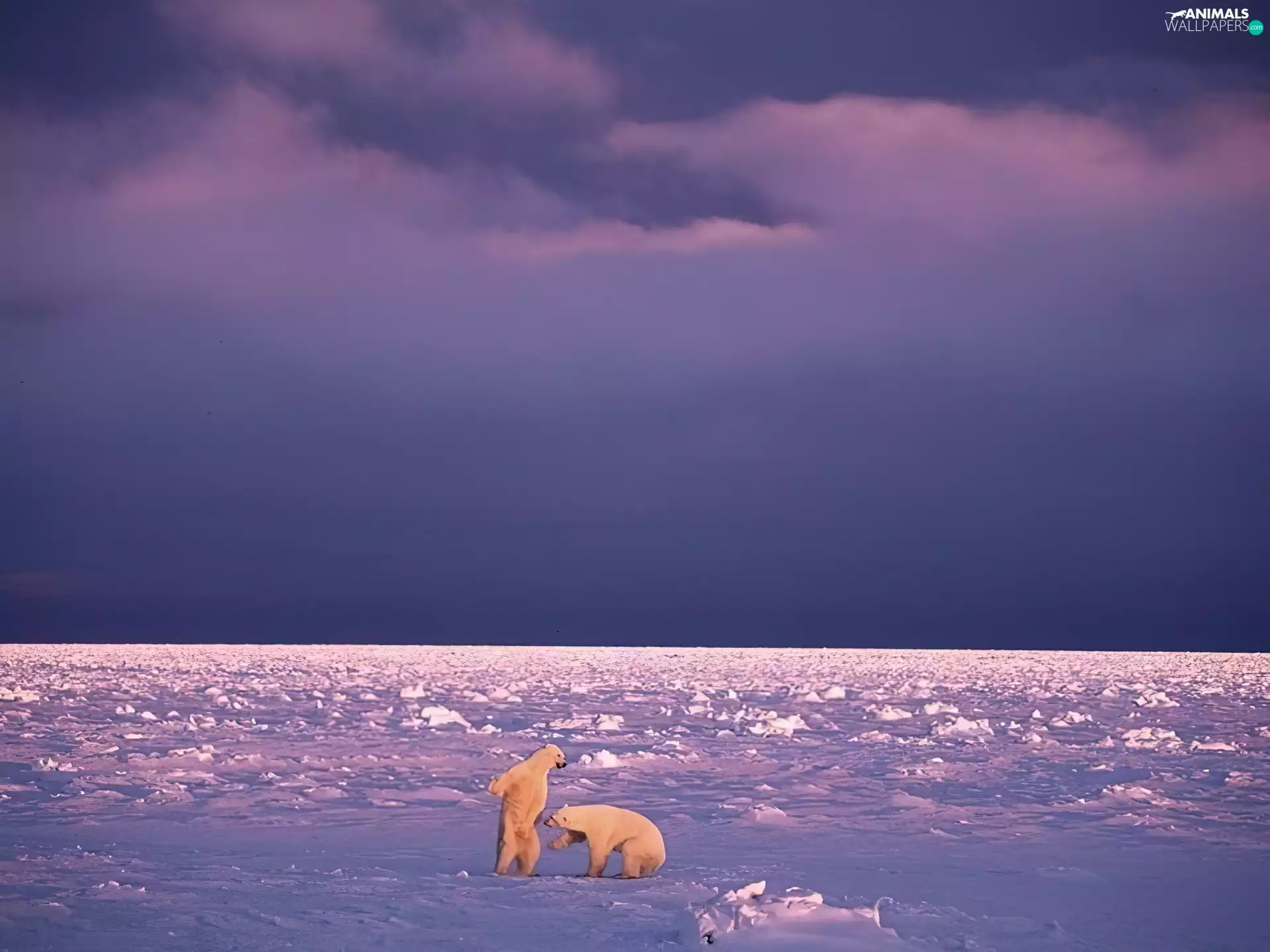bear, Sky, play, polar