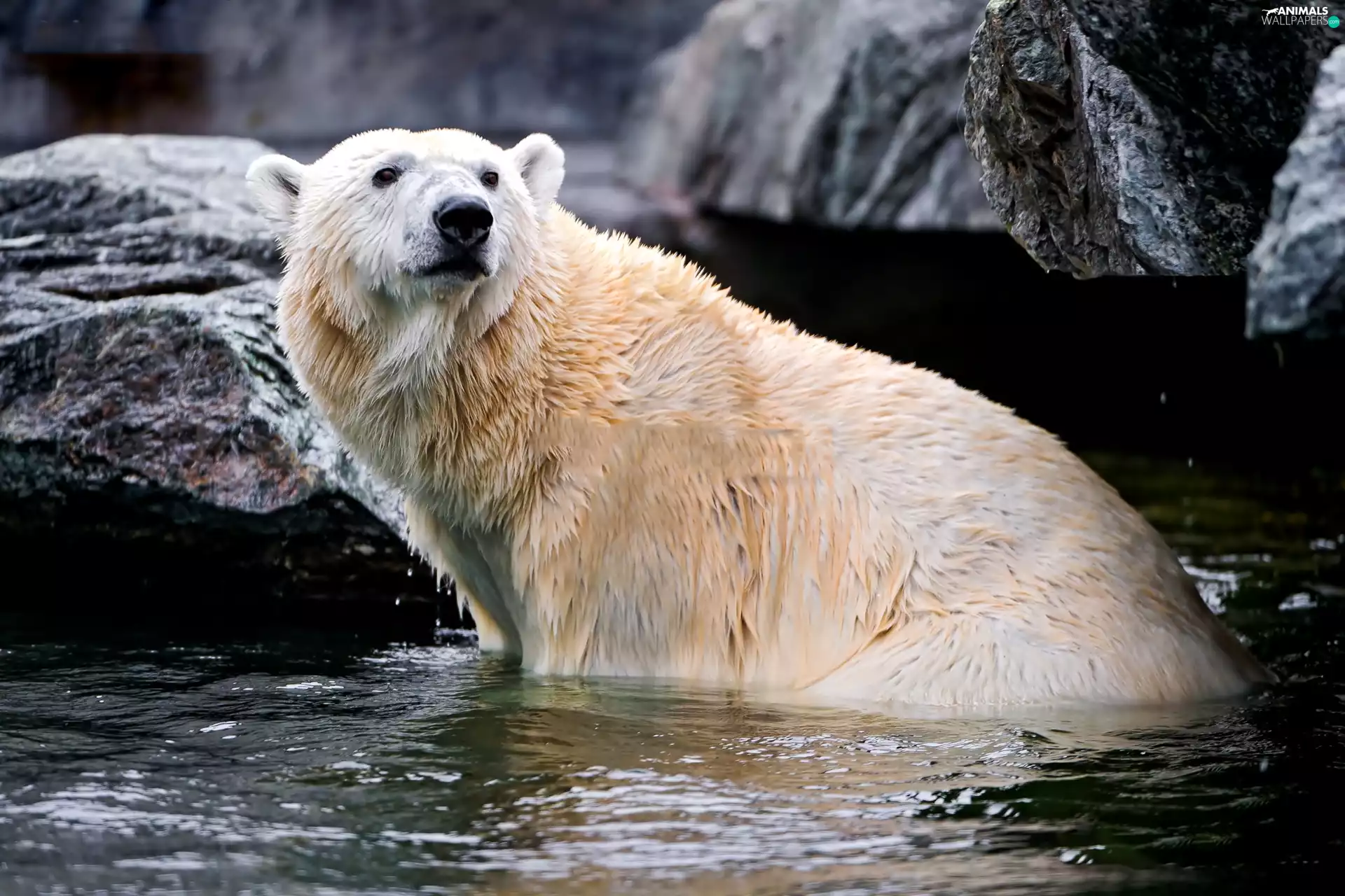 Bear, water, rocks, polar