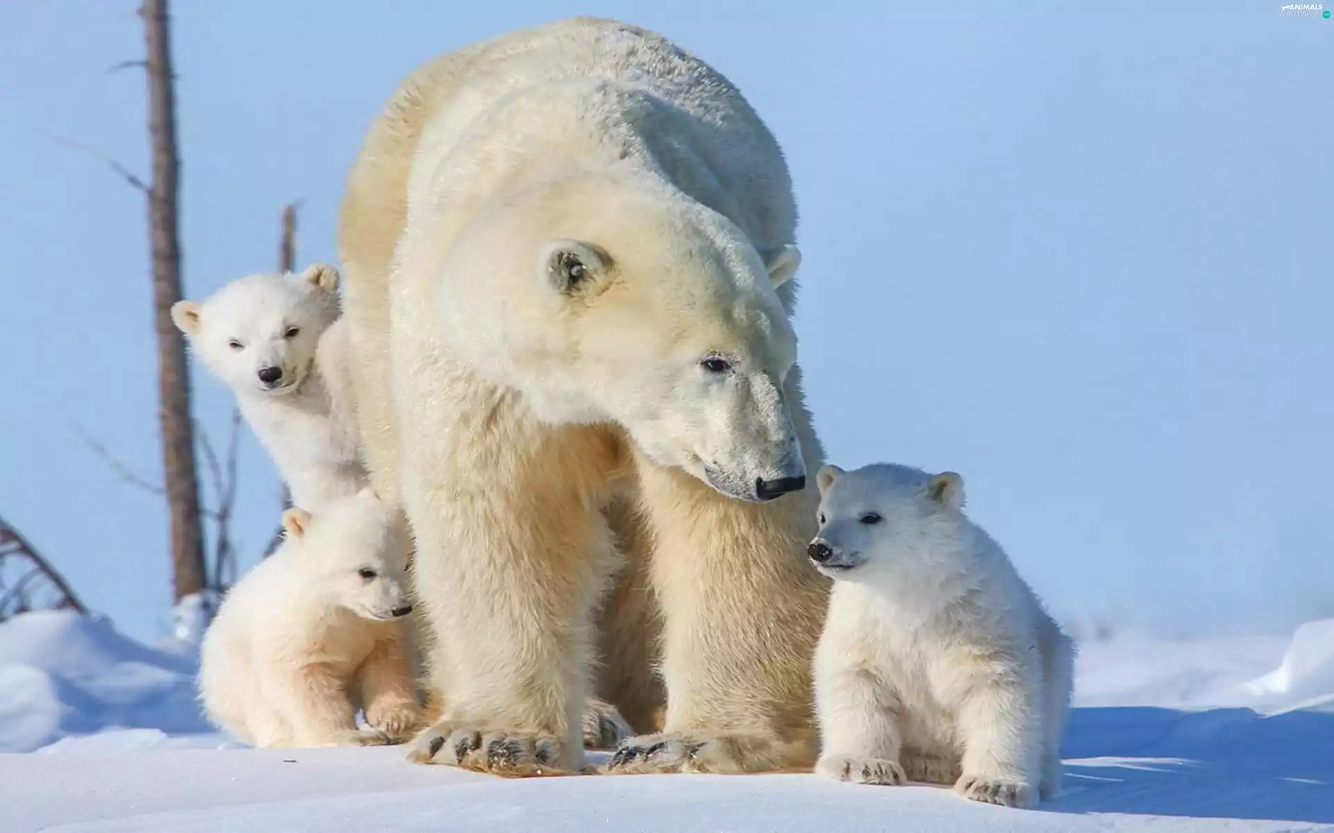 Bear, young, snow, polar