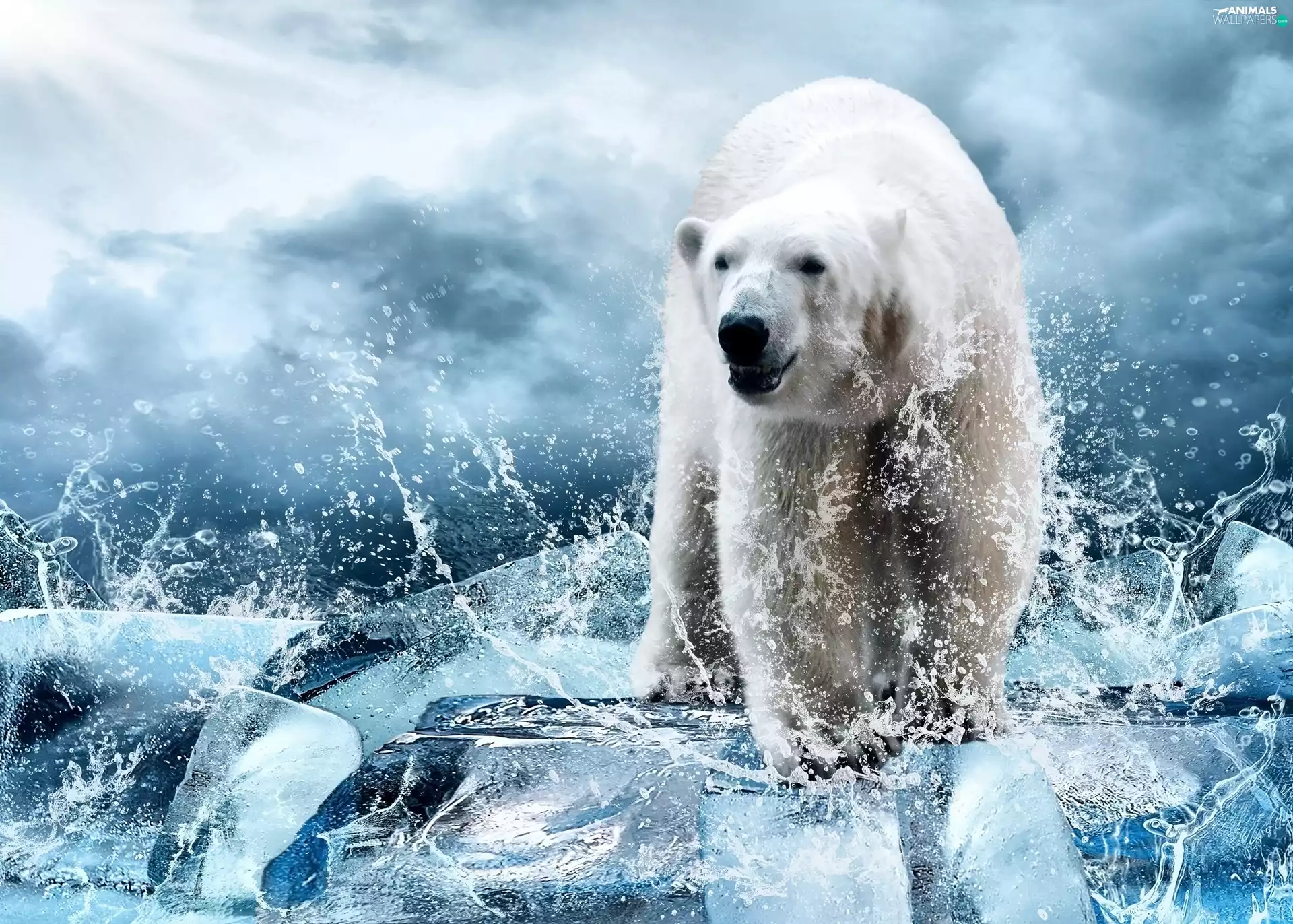 Bear, Splashing, water, polar