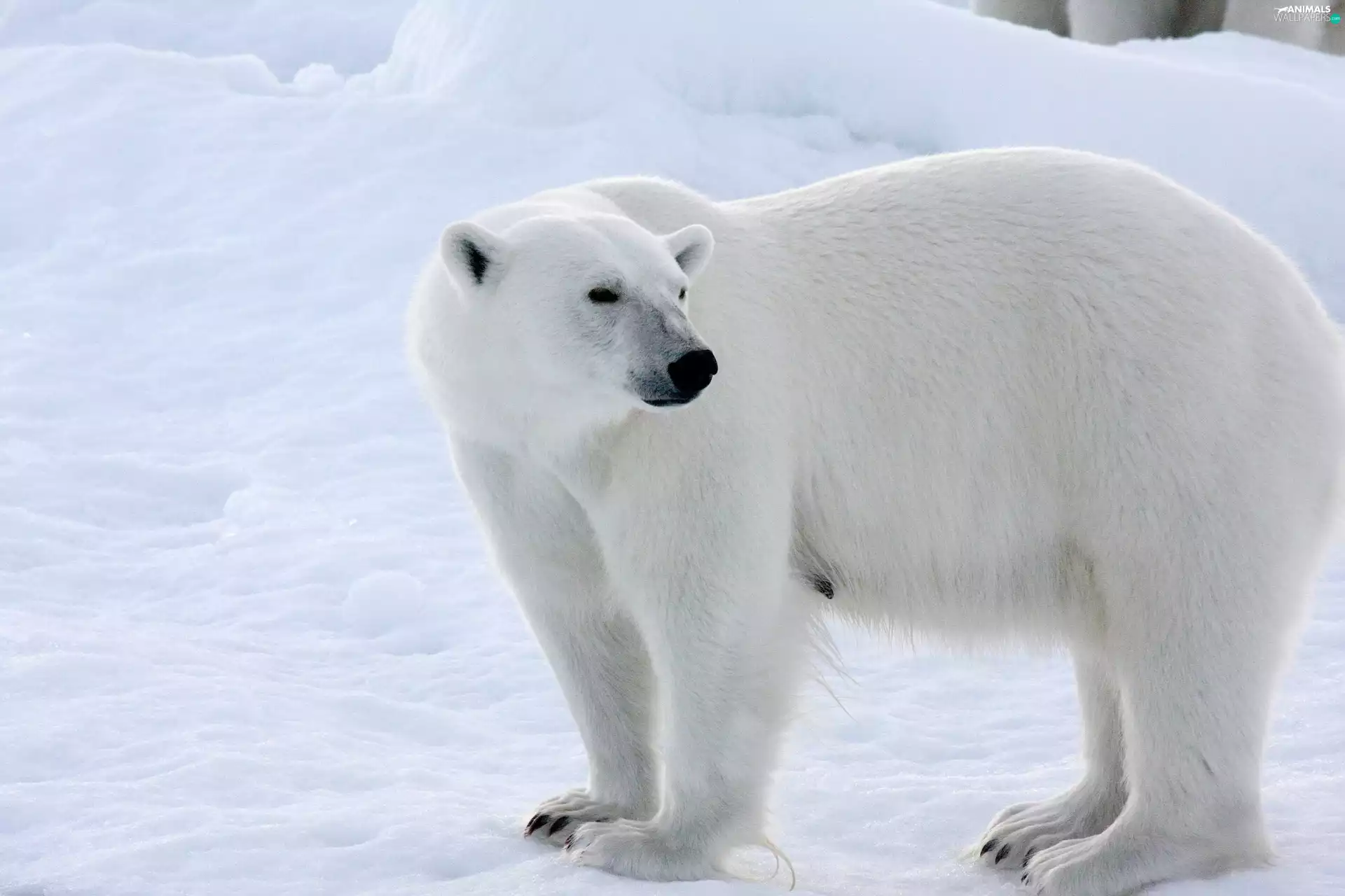 polar, White, Bear