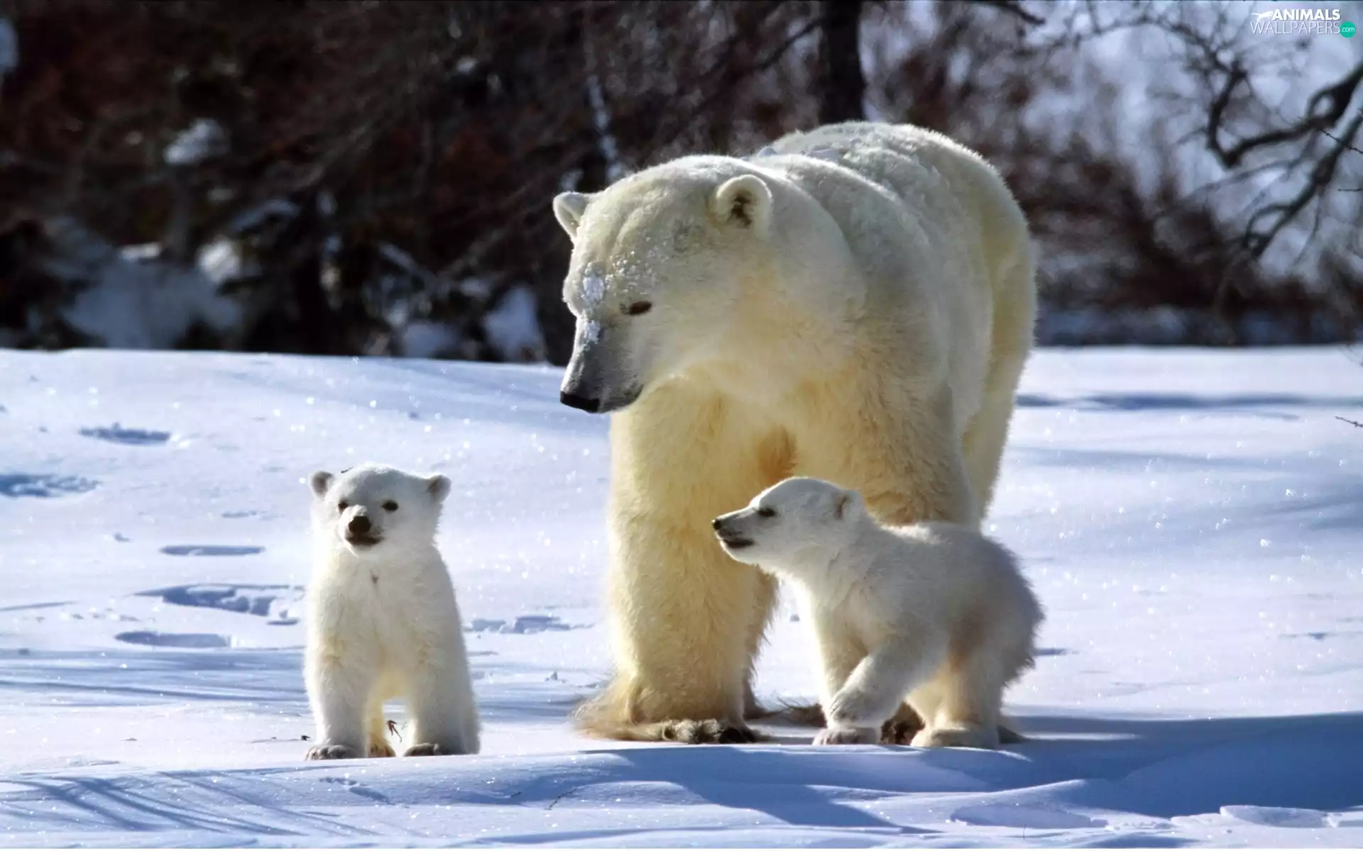 polar, Family, bearish