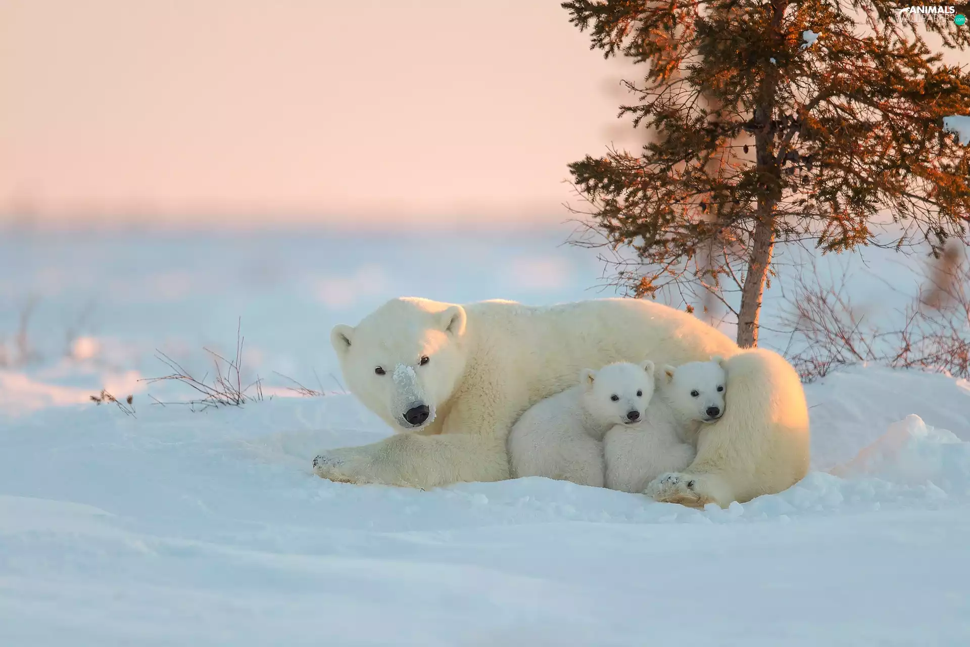 Polar Bears