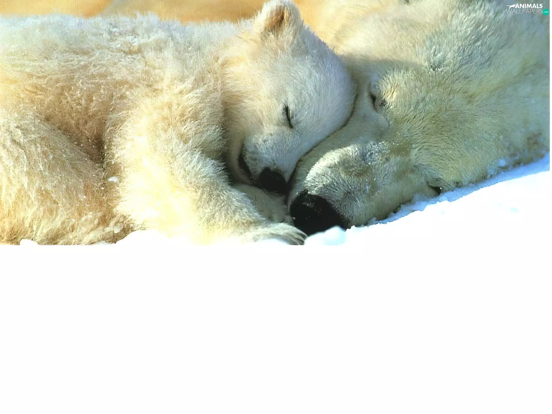 bears, dream, Family, polar