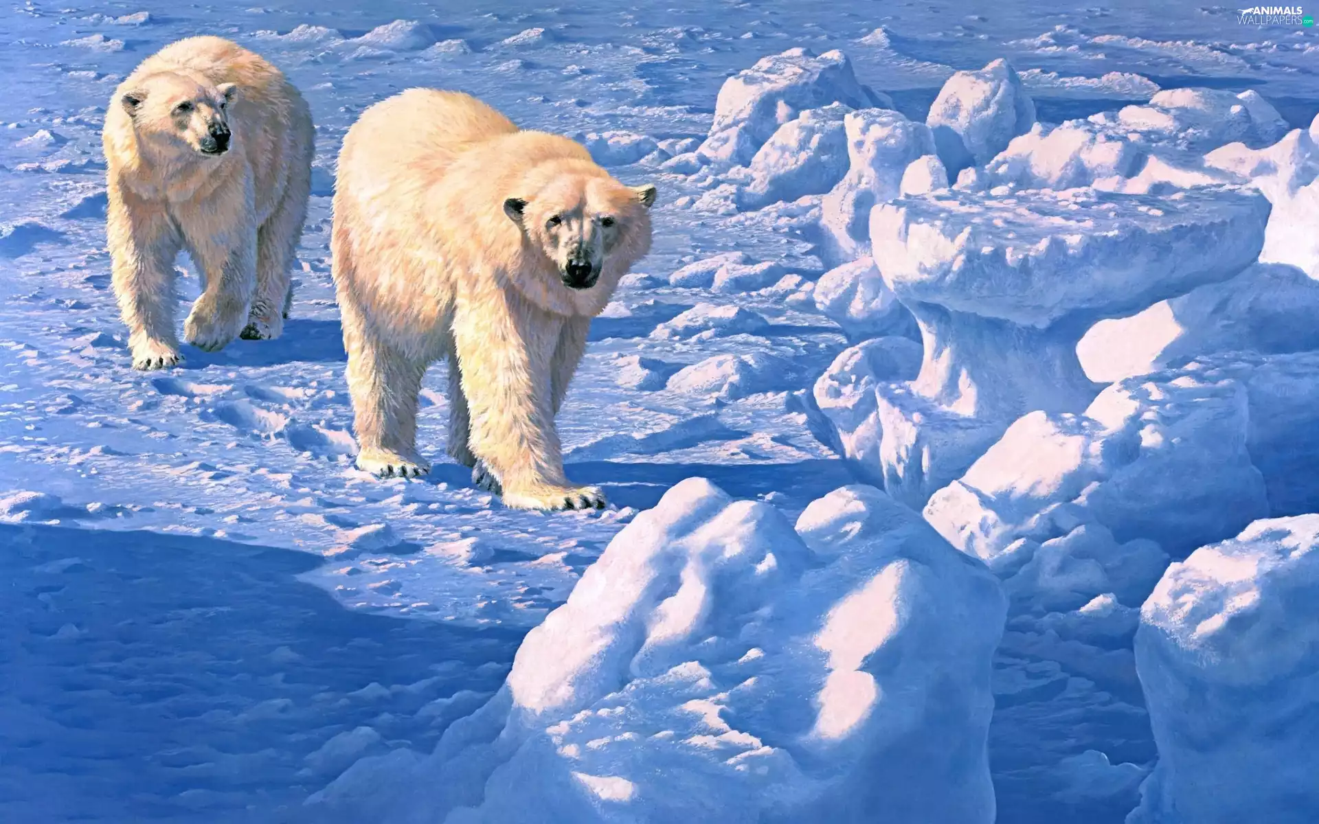 bears, Kry, ice, polar