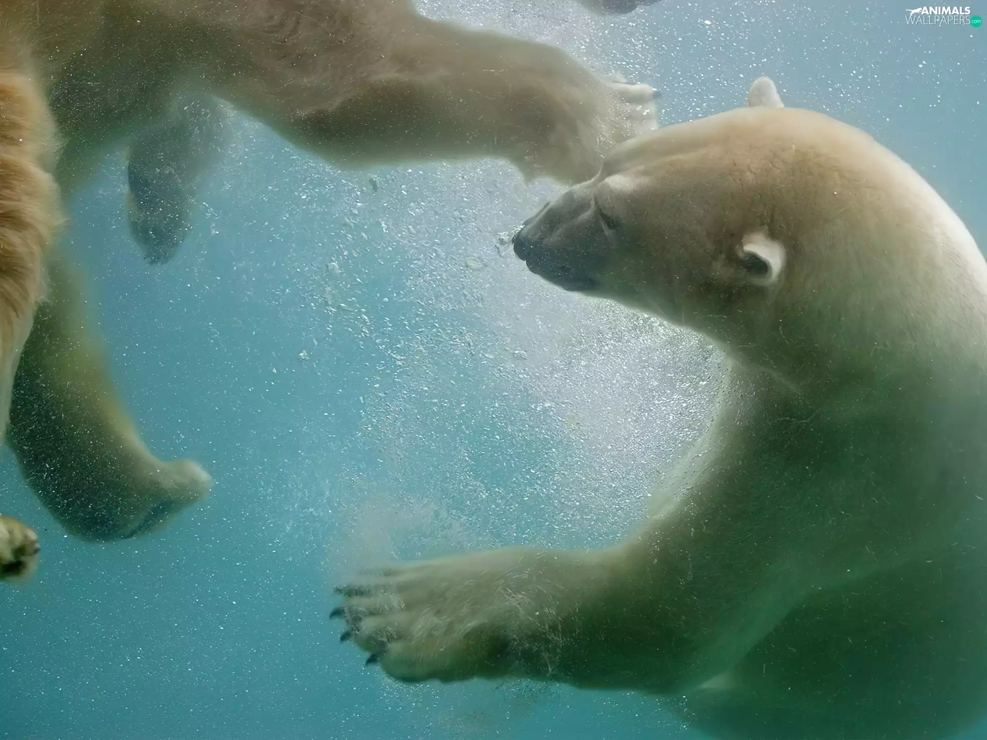 bears, under, water, polar