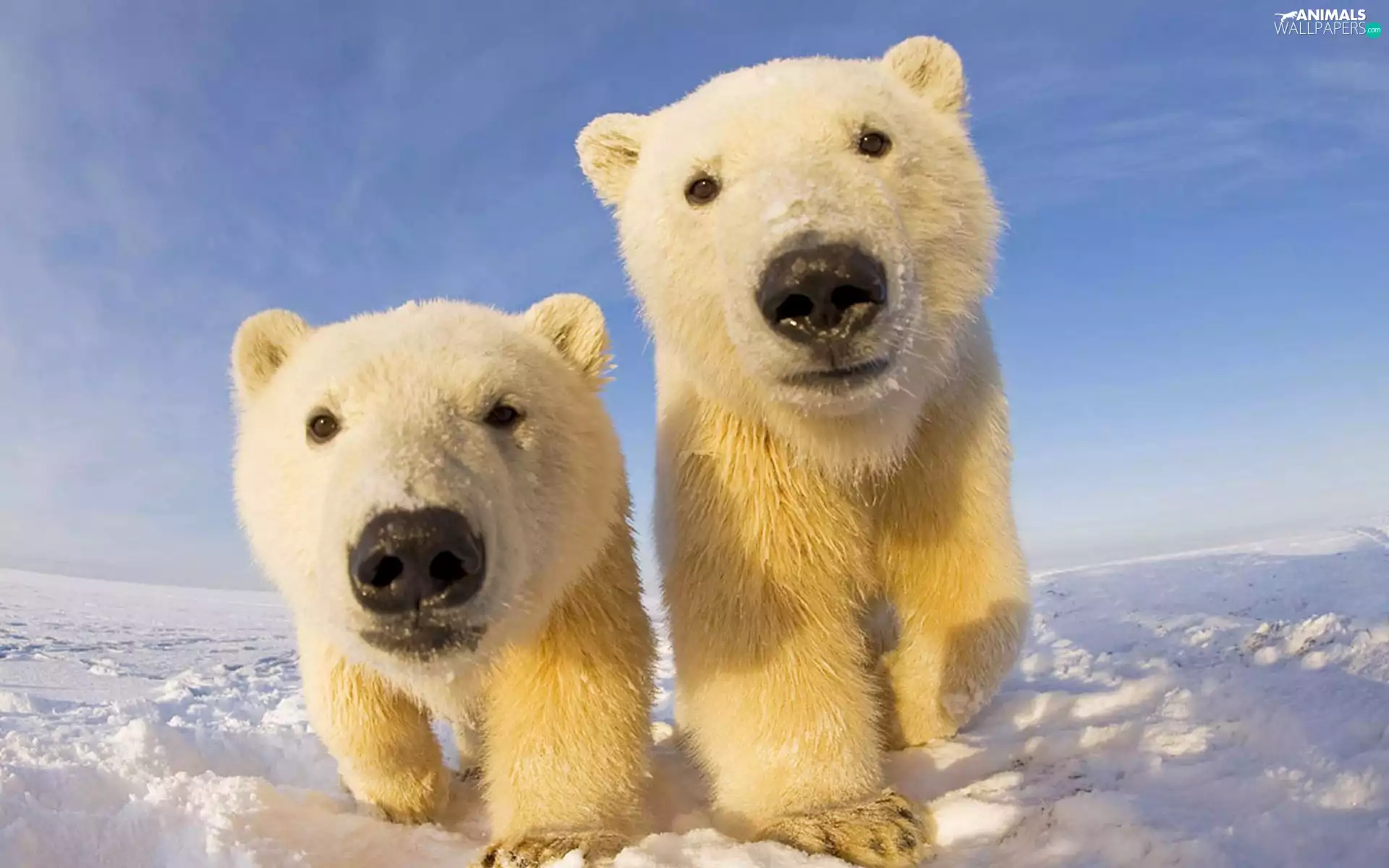 bears, snow, winter, polar