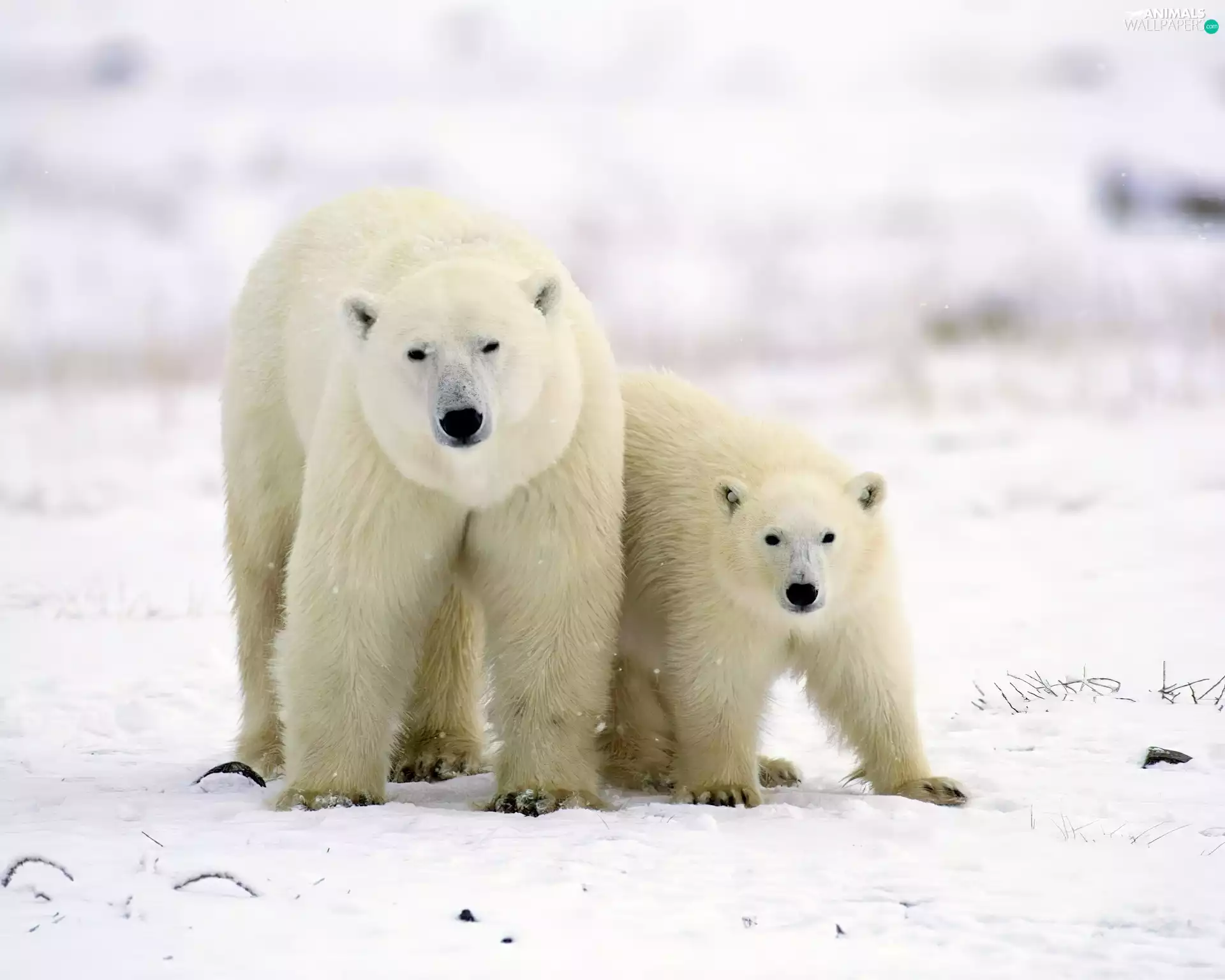bears, mother, young, polar