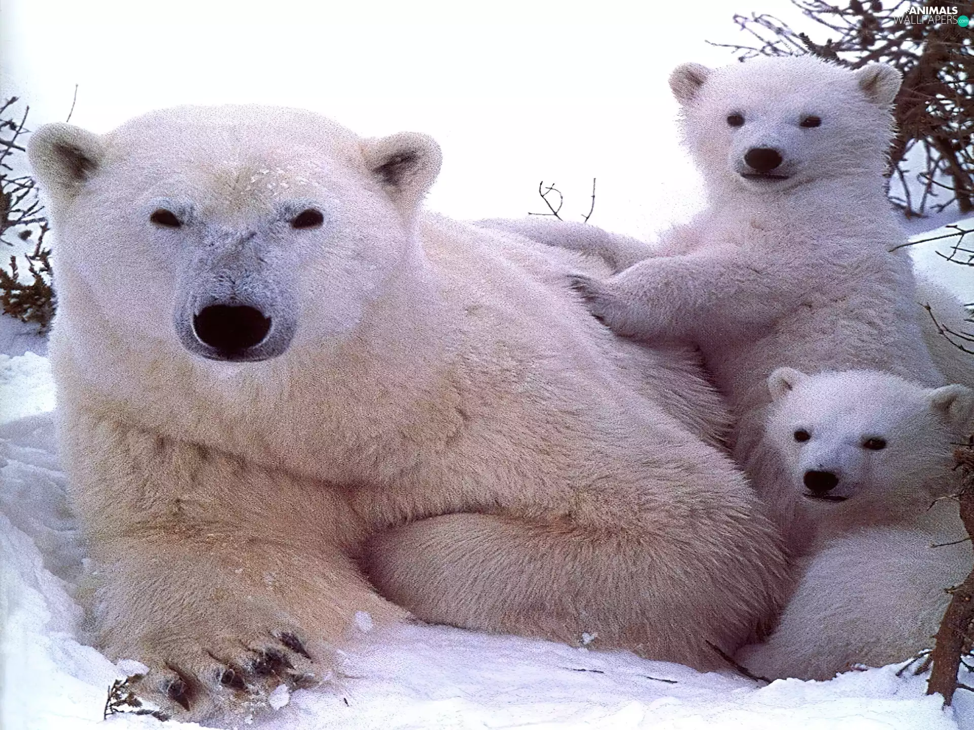Polar Bears