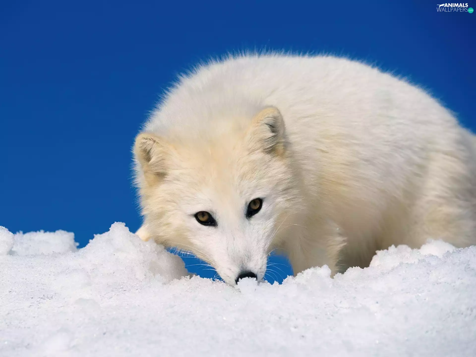 polar, White, Fox