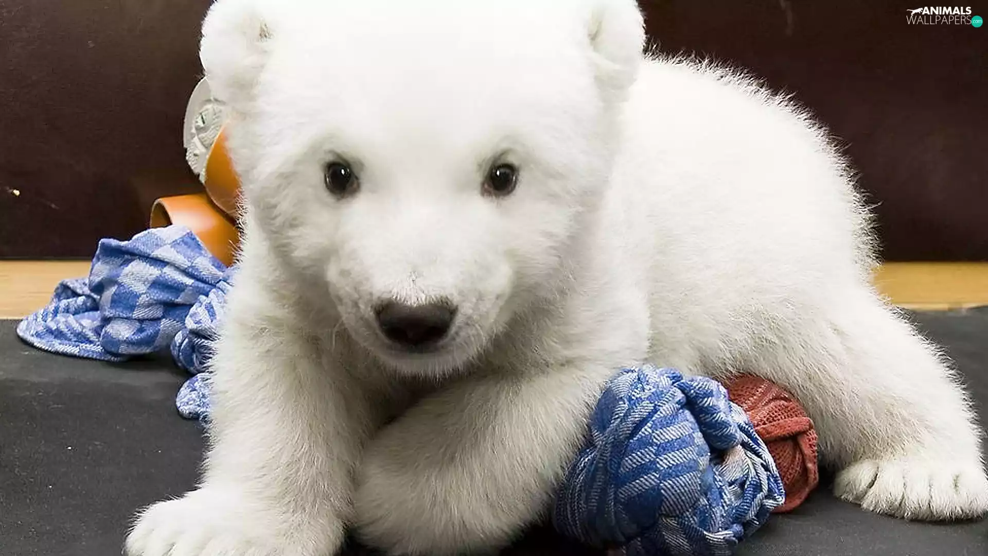 small, polar, Lovely animals, Bear
