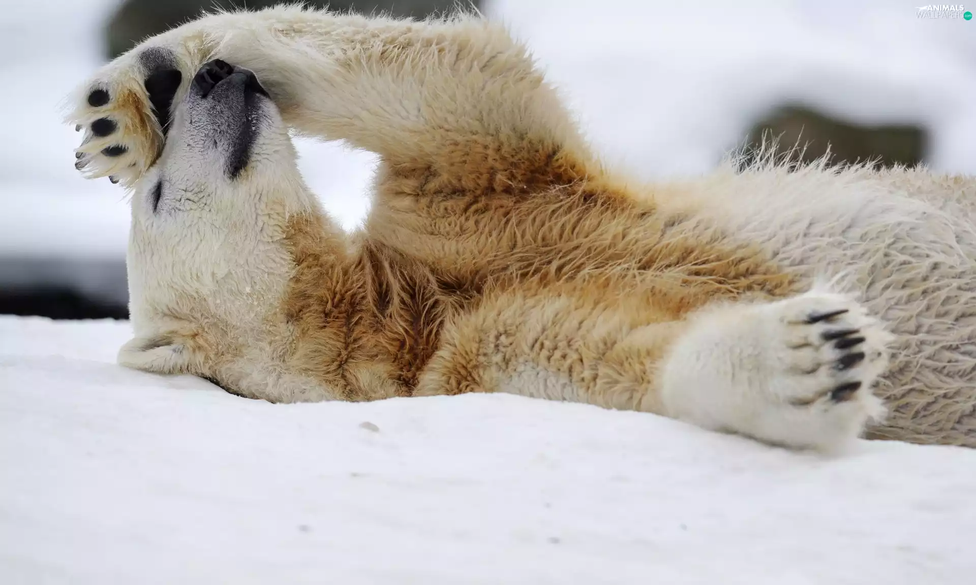 Polar bear, paw