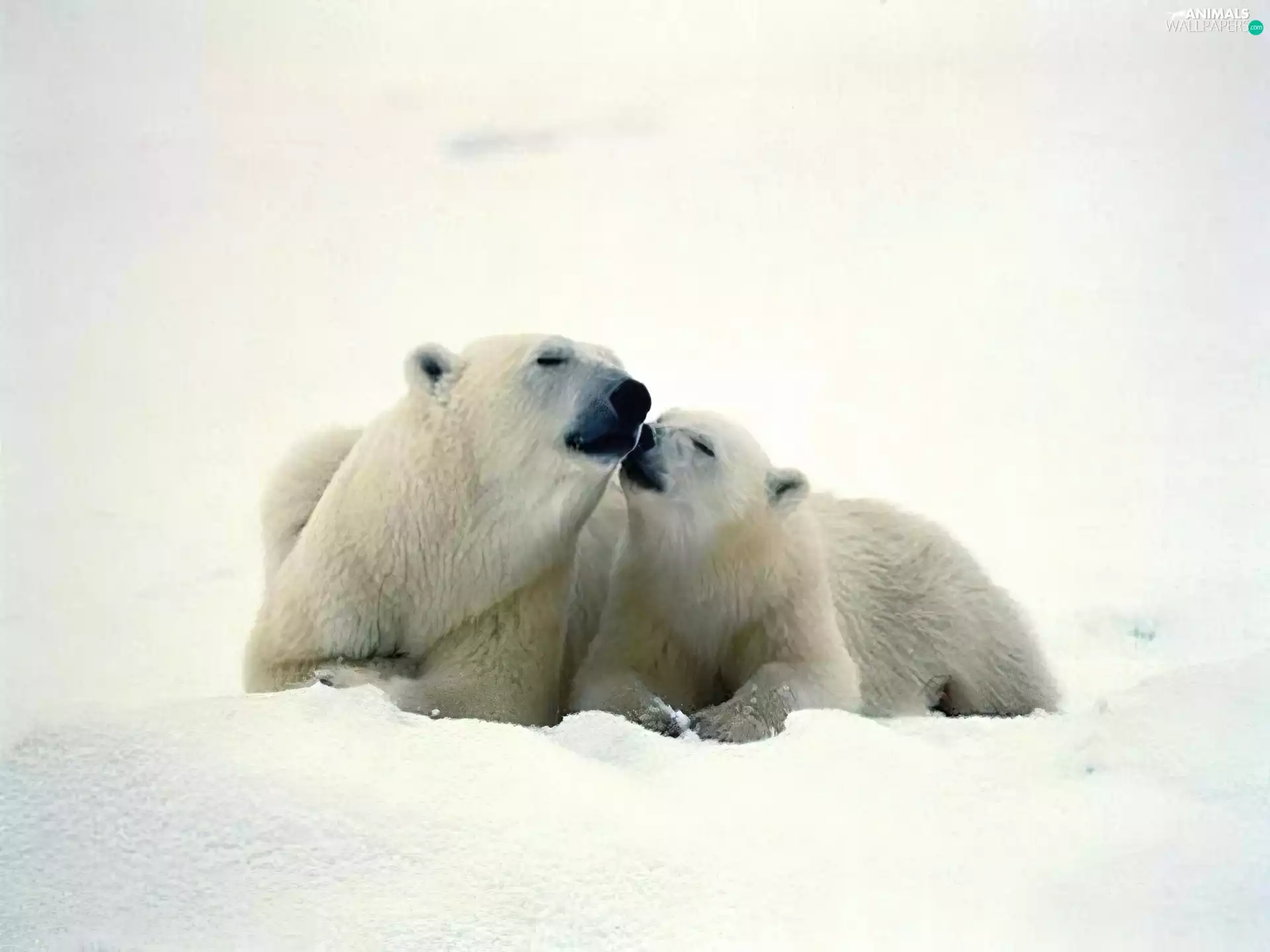snow, Little bears, polar