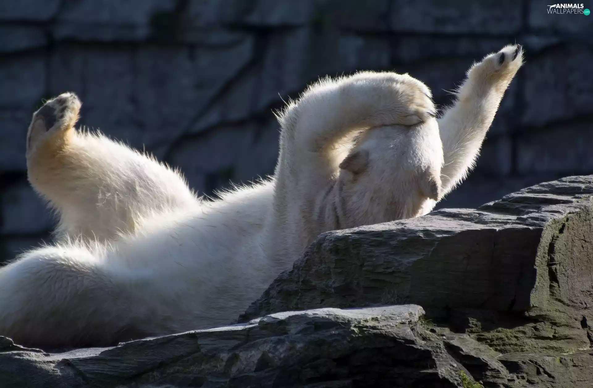 stone, teddy bear, polar