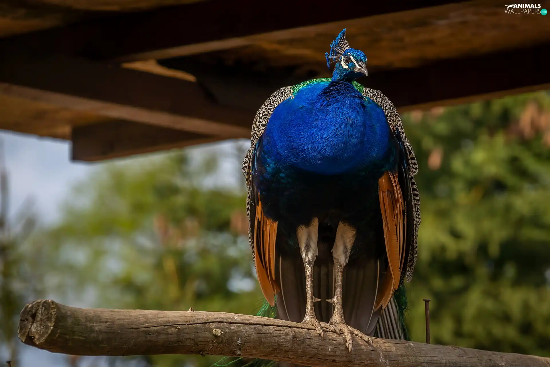 Pole, Bird, peacock