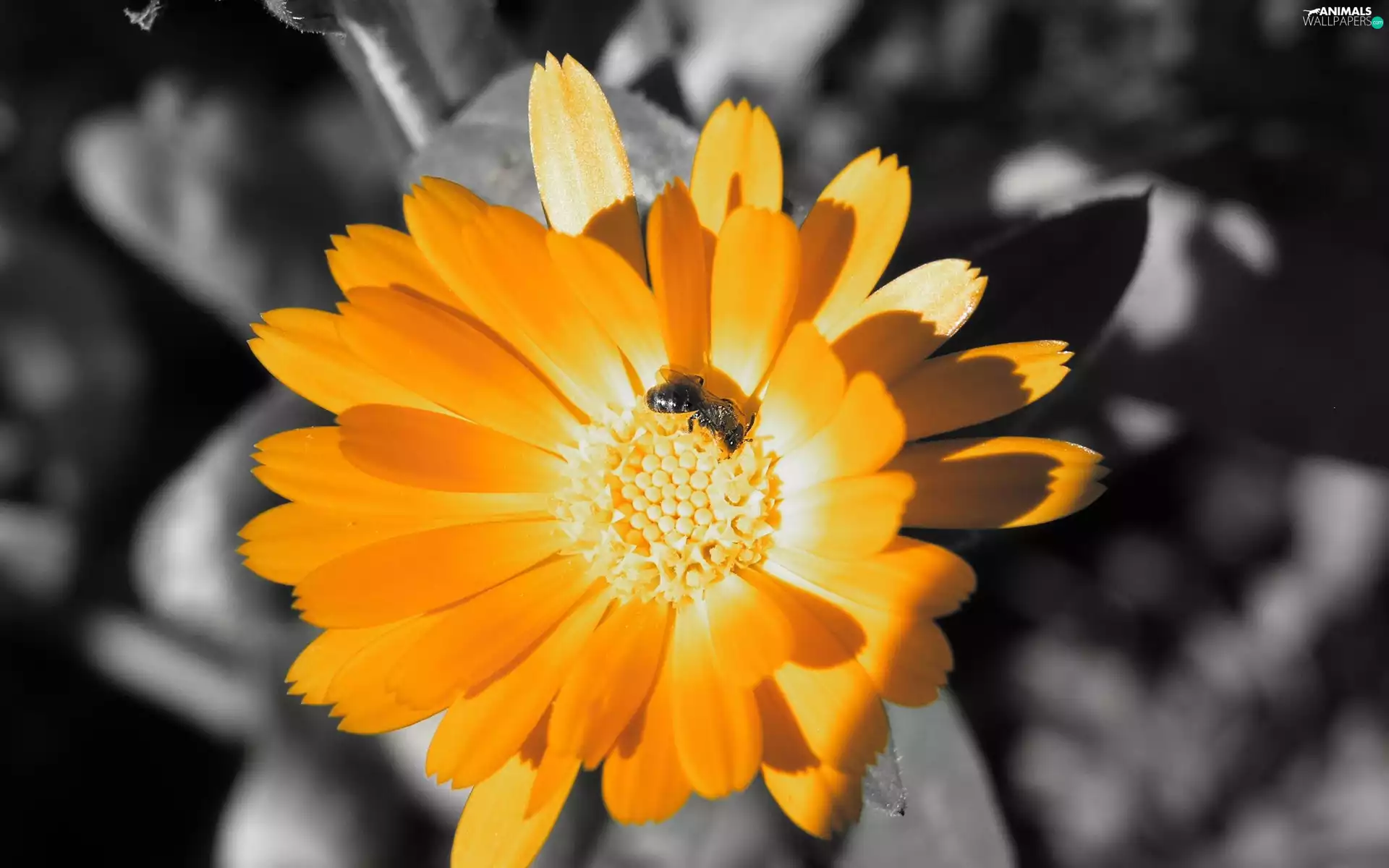 Colourfull Flowers, Insect, pollinate