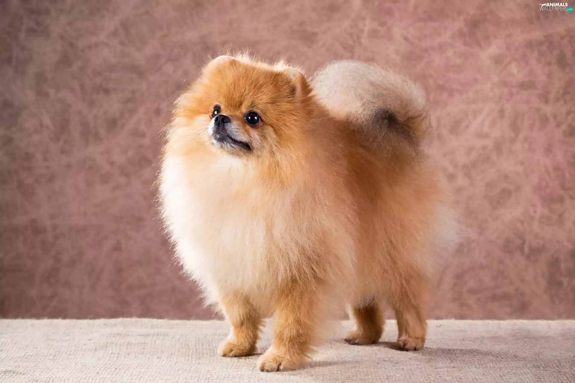 fluffy, Toy Spitz, Pomeranian