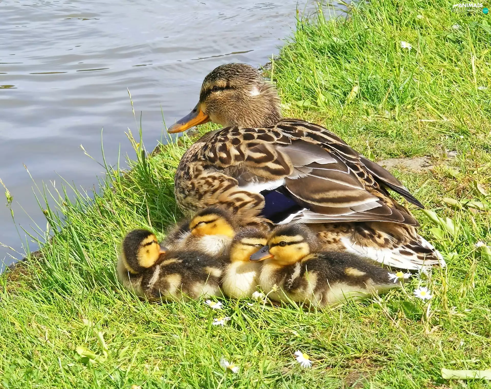 duck, Pond - car, grass, Chicks