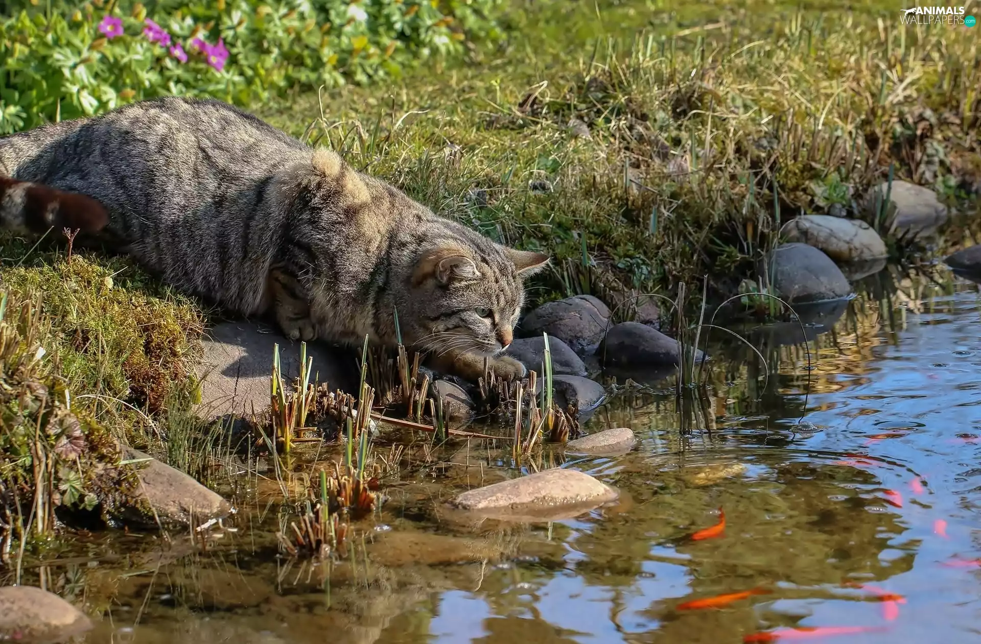 cat, Pond - car, Stones, fish