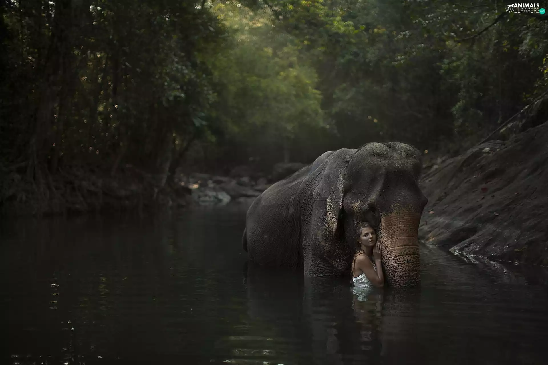 Elephant, Pond - car, forest, Women