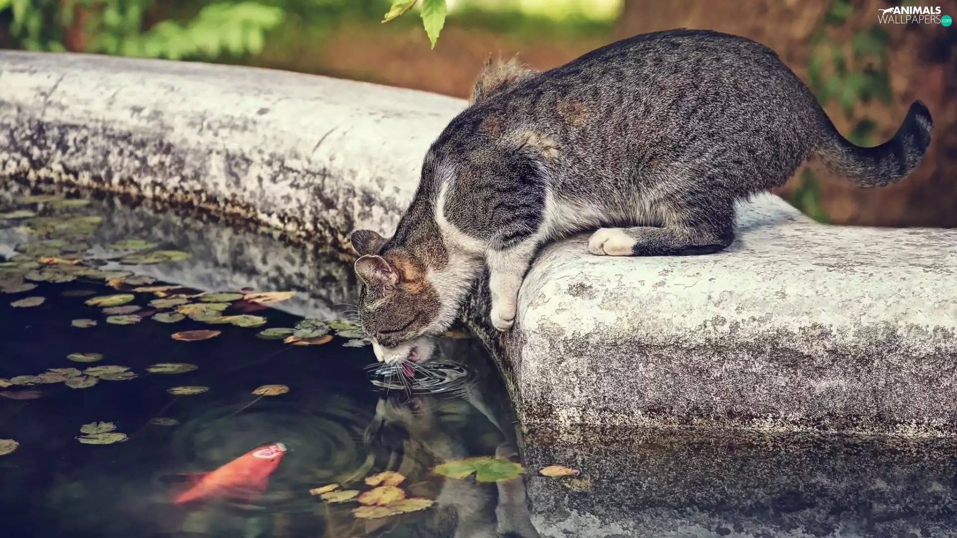 cat, fish, Park, pond