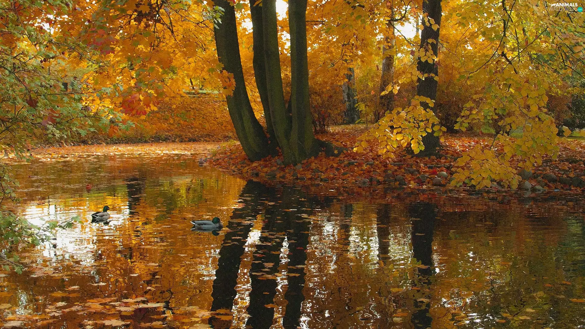 trees, autumn, ducks, Pond - car, viewes, reflection