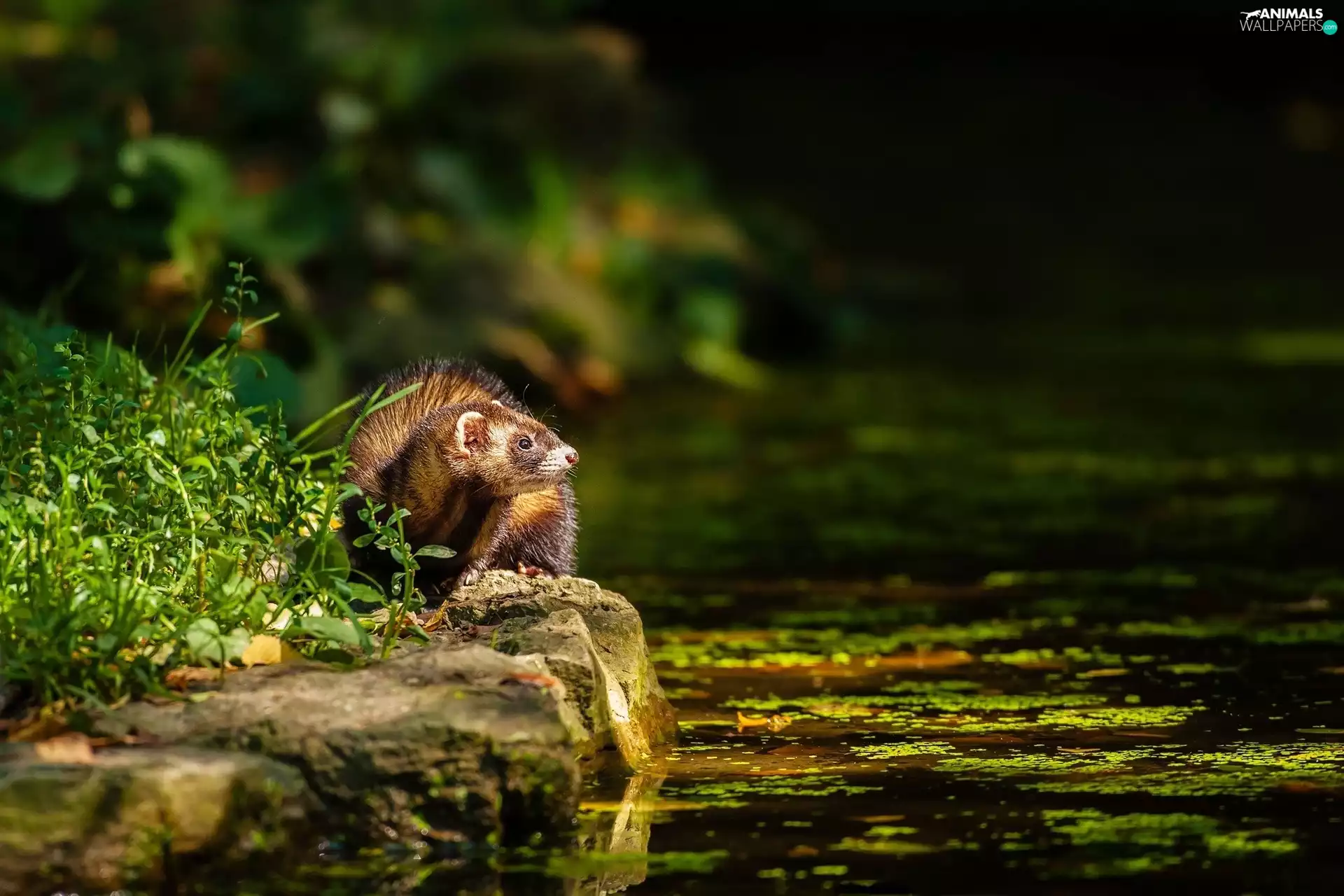 Stones, grass, lake, Pond - car, ferret