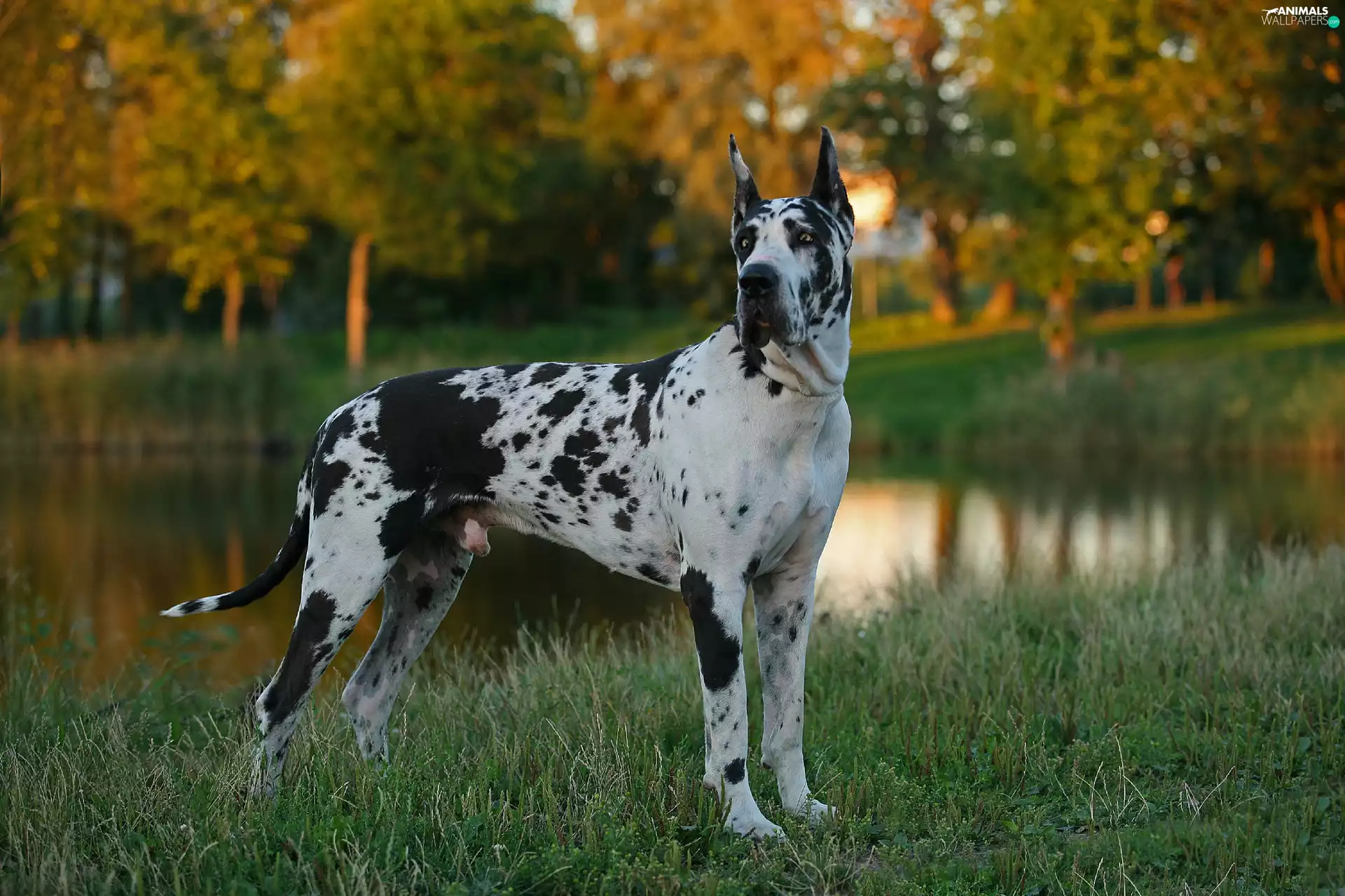 Dog German, Park, Pond - car, Harlequin
