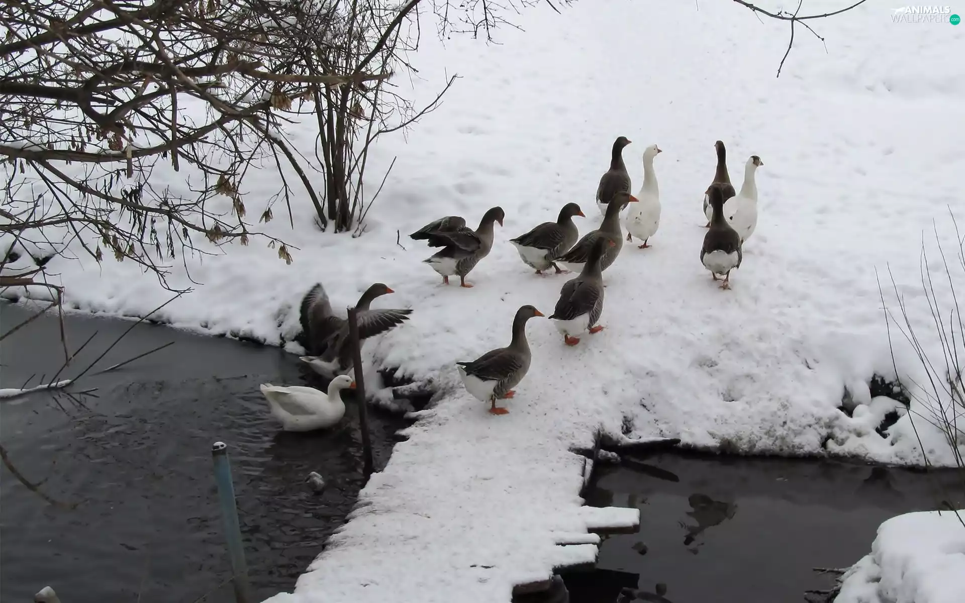 snow, winter, geese, Pond - car, herd
