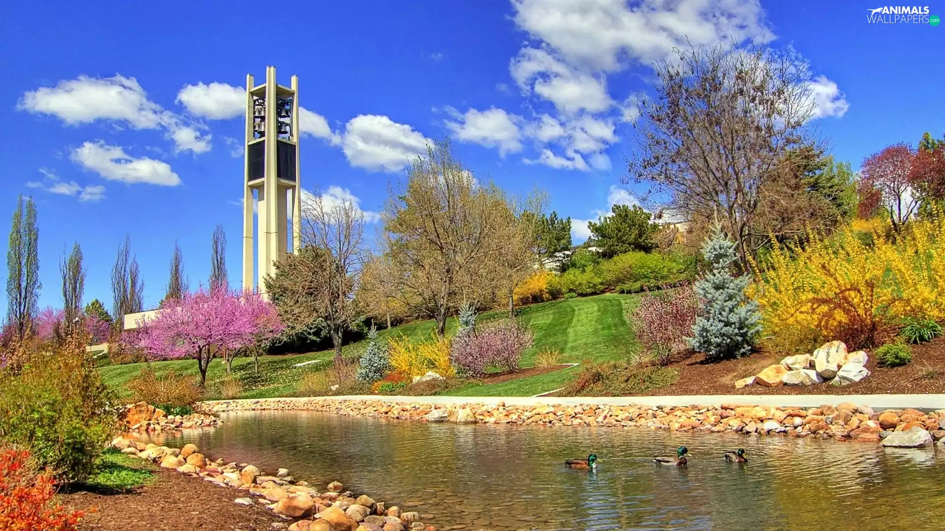 ducks, belfry, Park, Pond - car, Spring