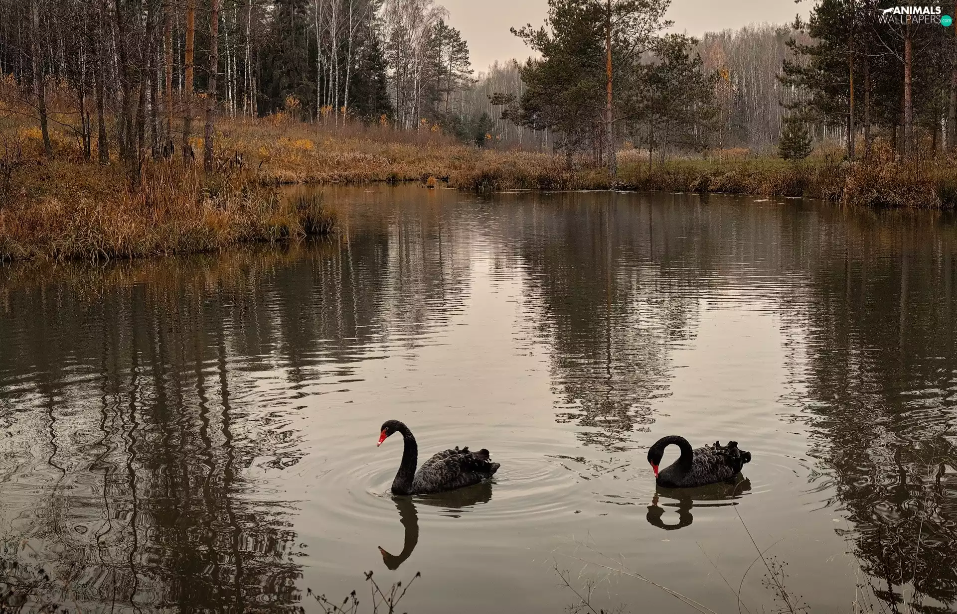 Pond - car, viewes, Black, forest, trees, Two cars, Swan