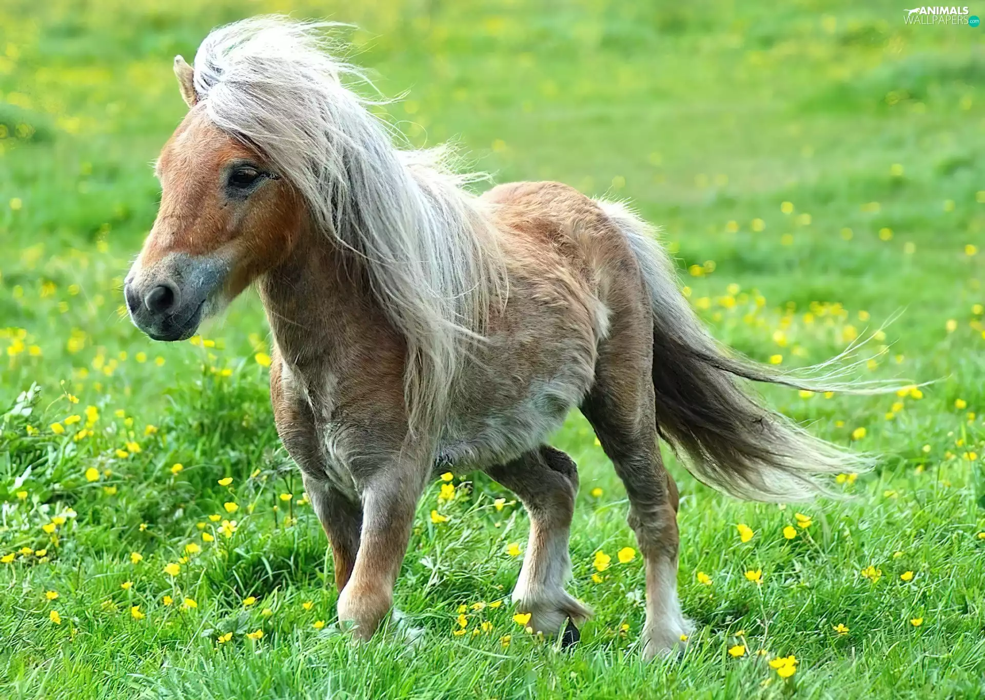pony, pasture