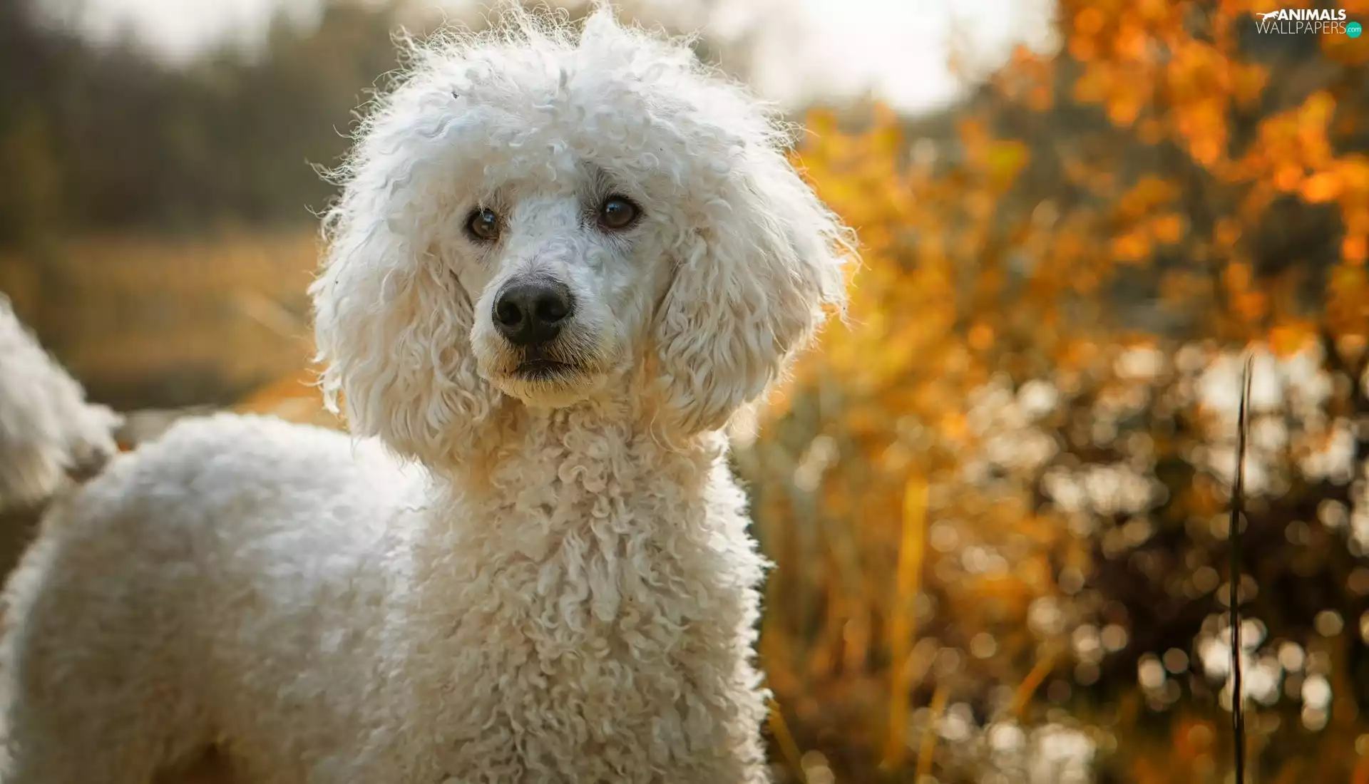 poodle, dog, White