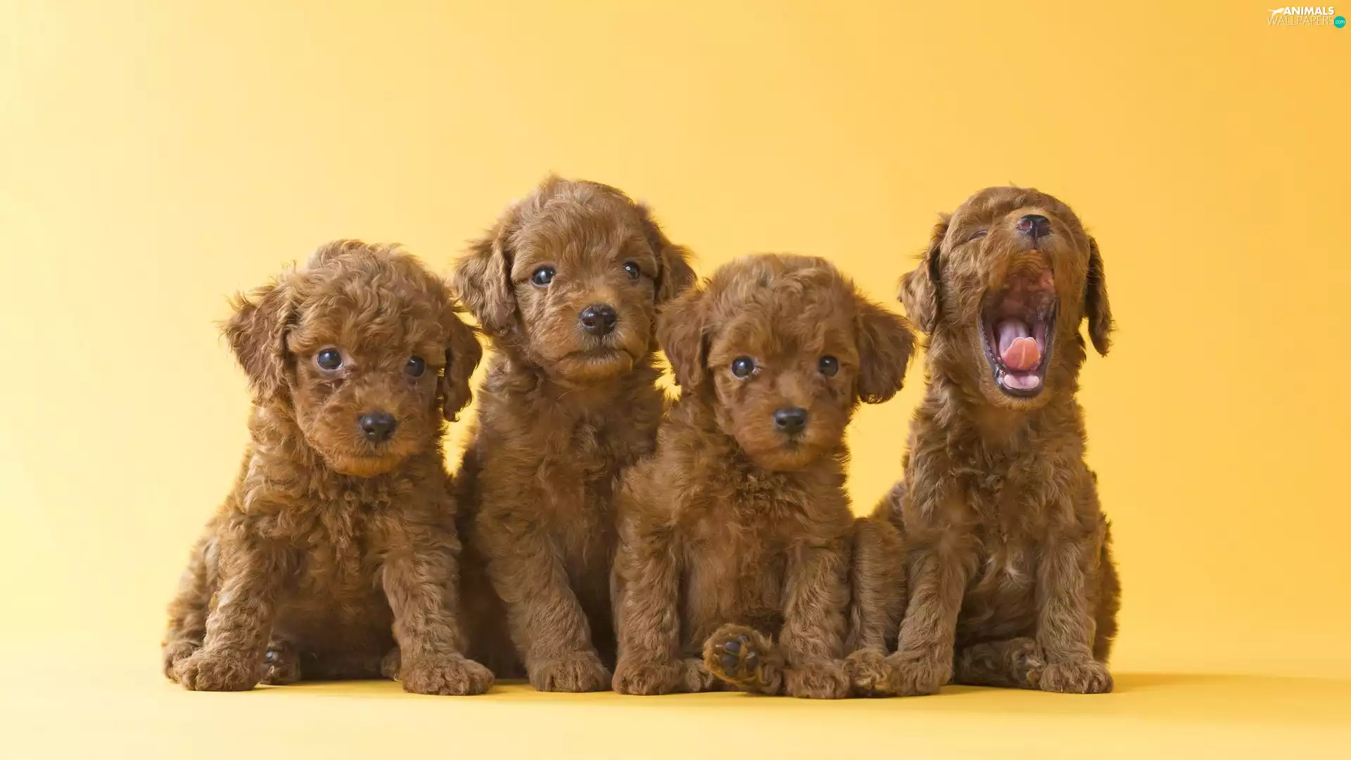 Poodles, four, puppies