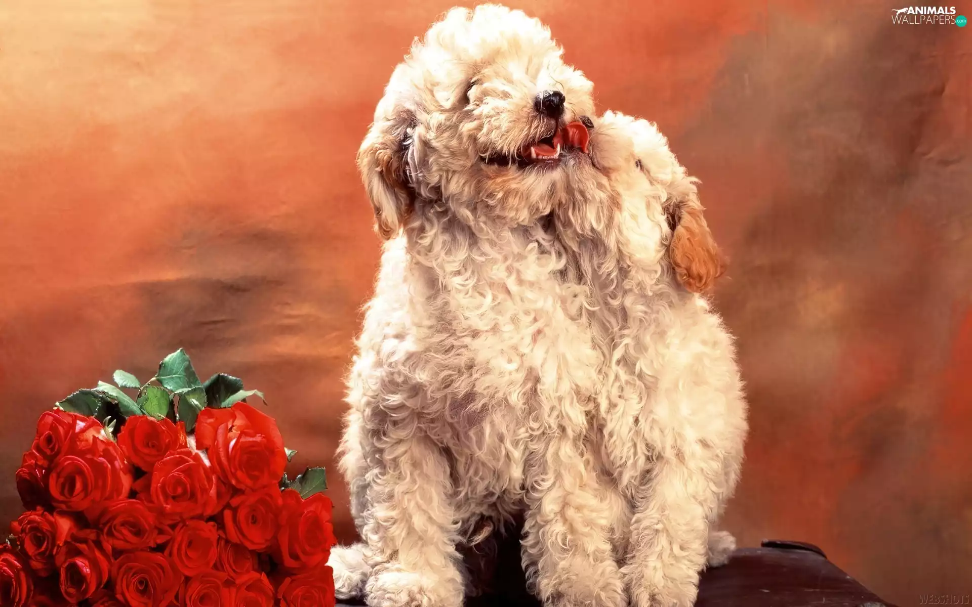 puppies, Red, roses, Poodles
